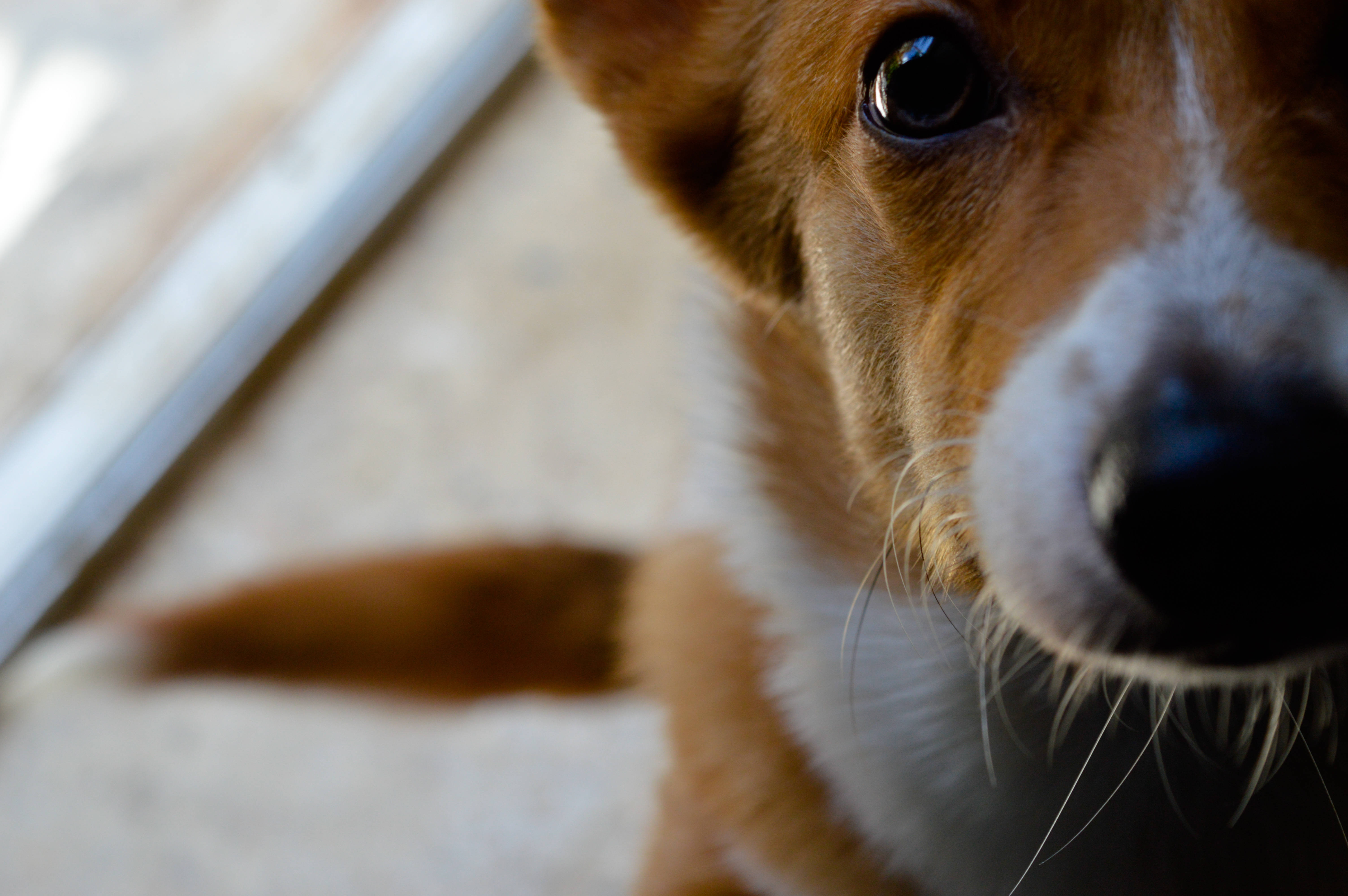 corgi, warm brown and white fur, close-up, 5K Desktop Wallpaper
