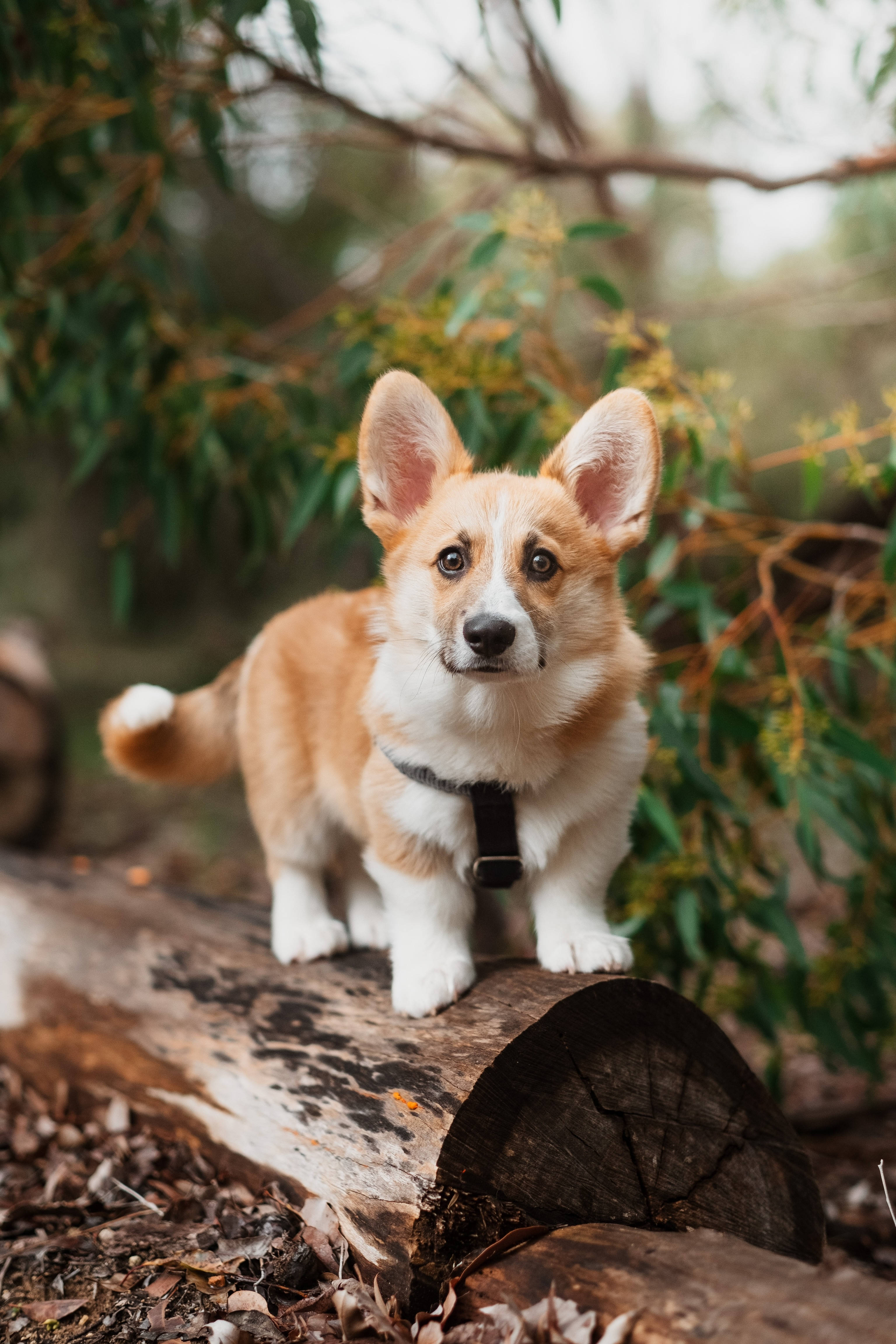 corgi puppy, wood log, black harness, 4K Phone Wallpaper