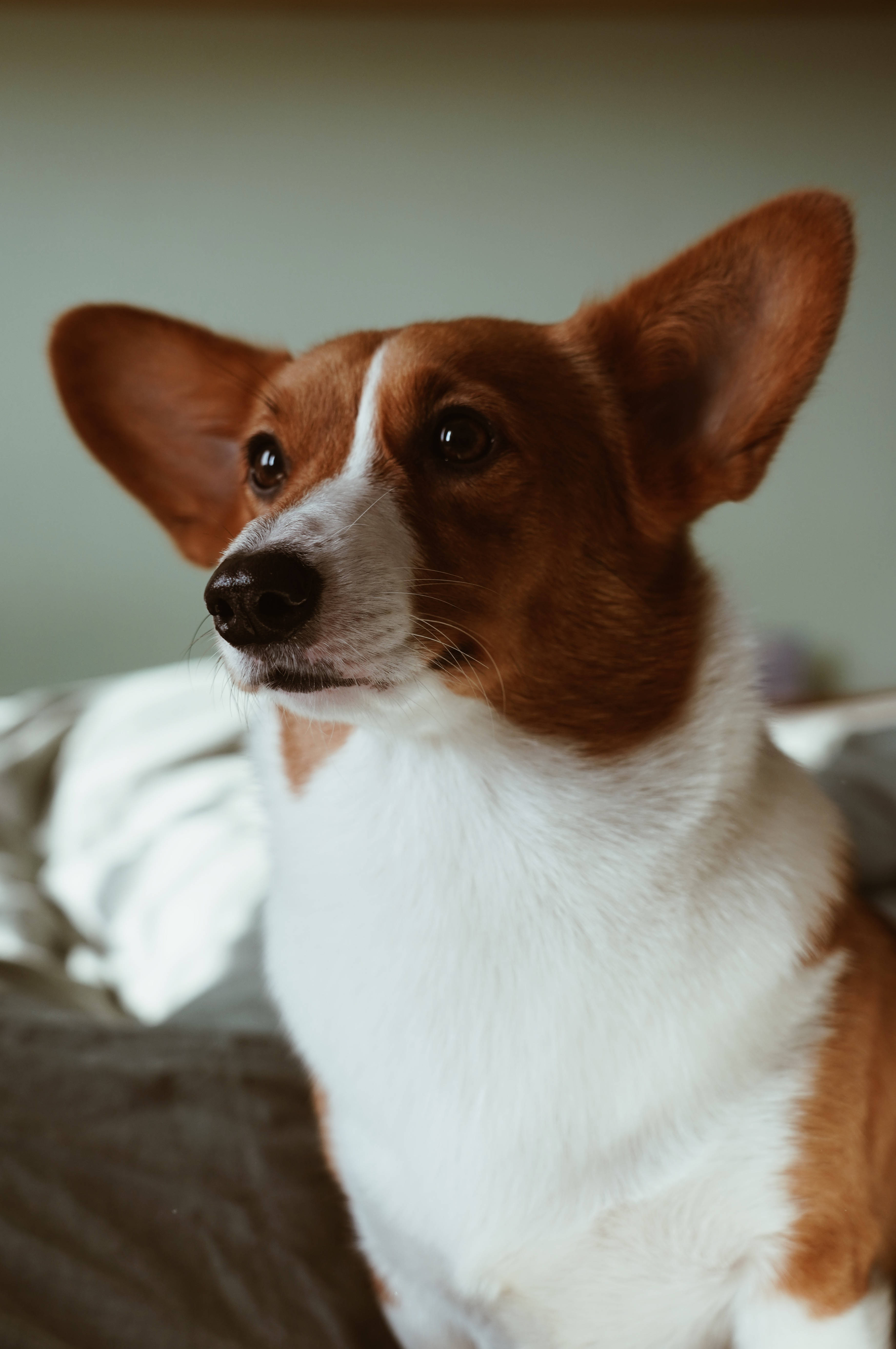 white tan corgi, brown and white corgi, perky ears, 5K Phone Wallpaper