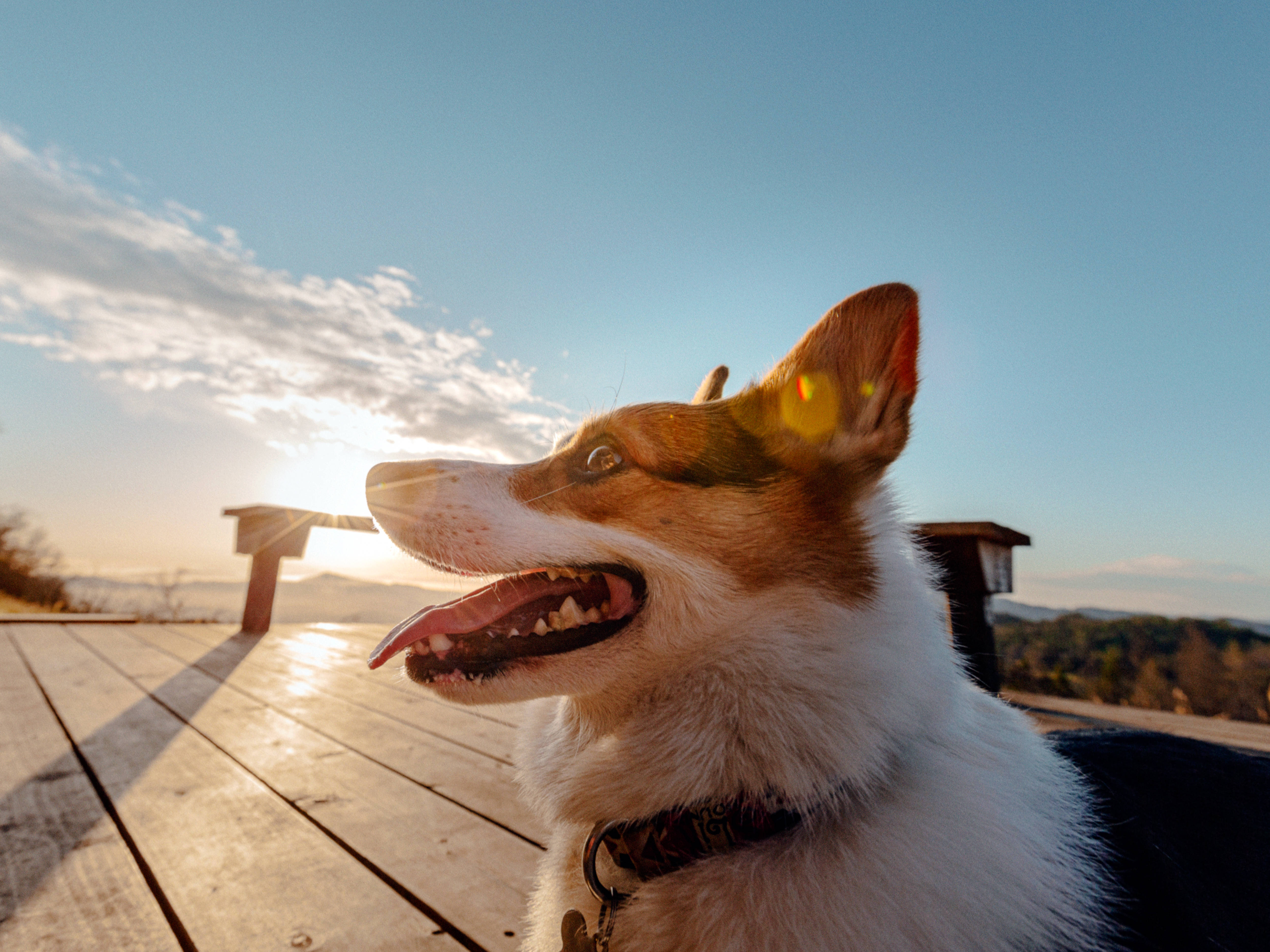 corgi, deck, sunset, 4K Desktop Wallpaper