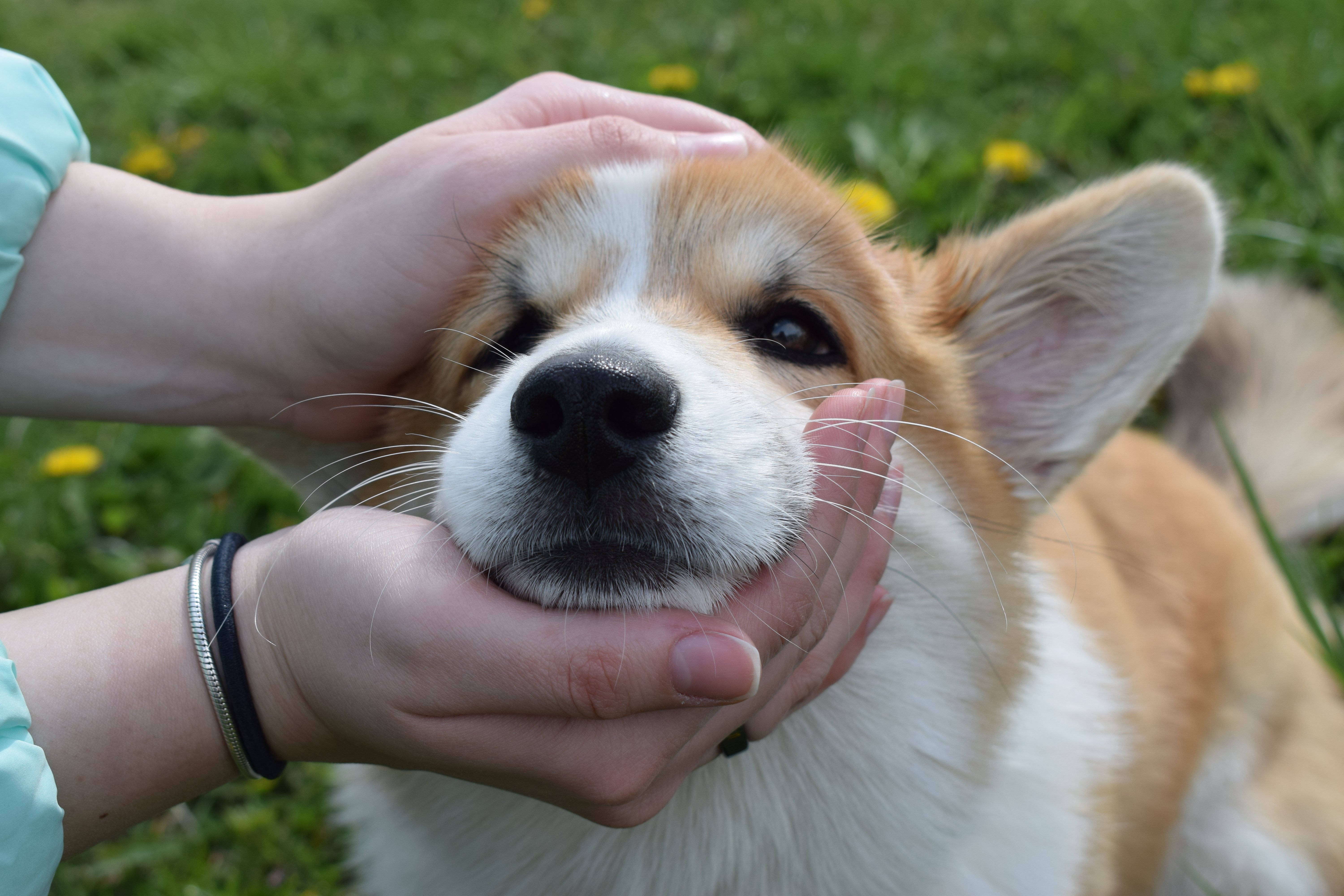 corgi, sunlit grassy field, yellow dandelions, 5K Desktop Wallpaper