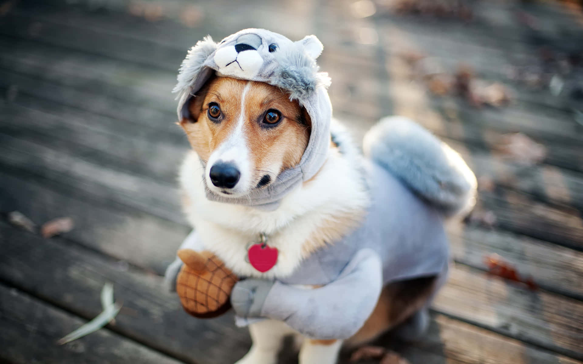 corgi, fluffy grey squirrel costume, toy ice cream cone, Full HD Desktop Wallpaper