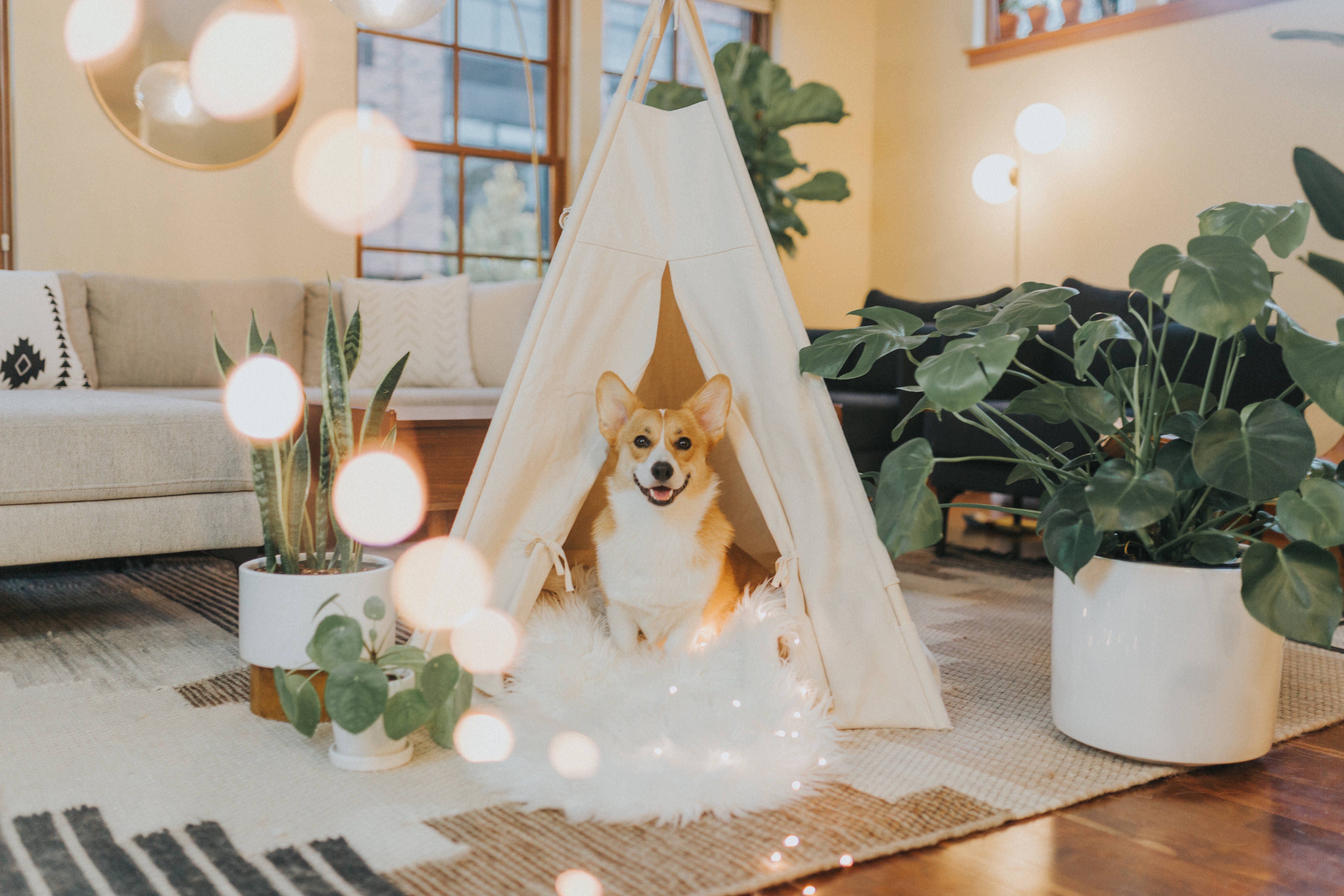 corgi, living room, teepee, 5K Desktop Wallpaper