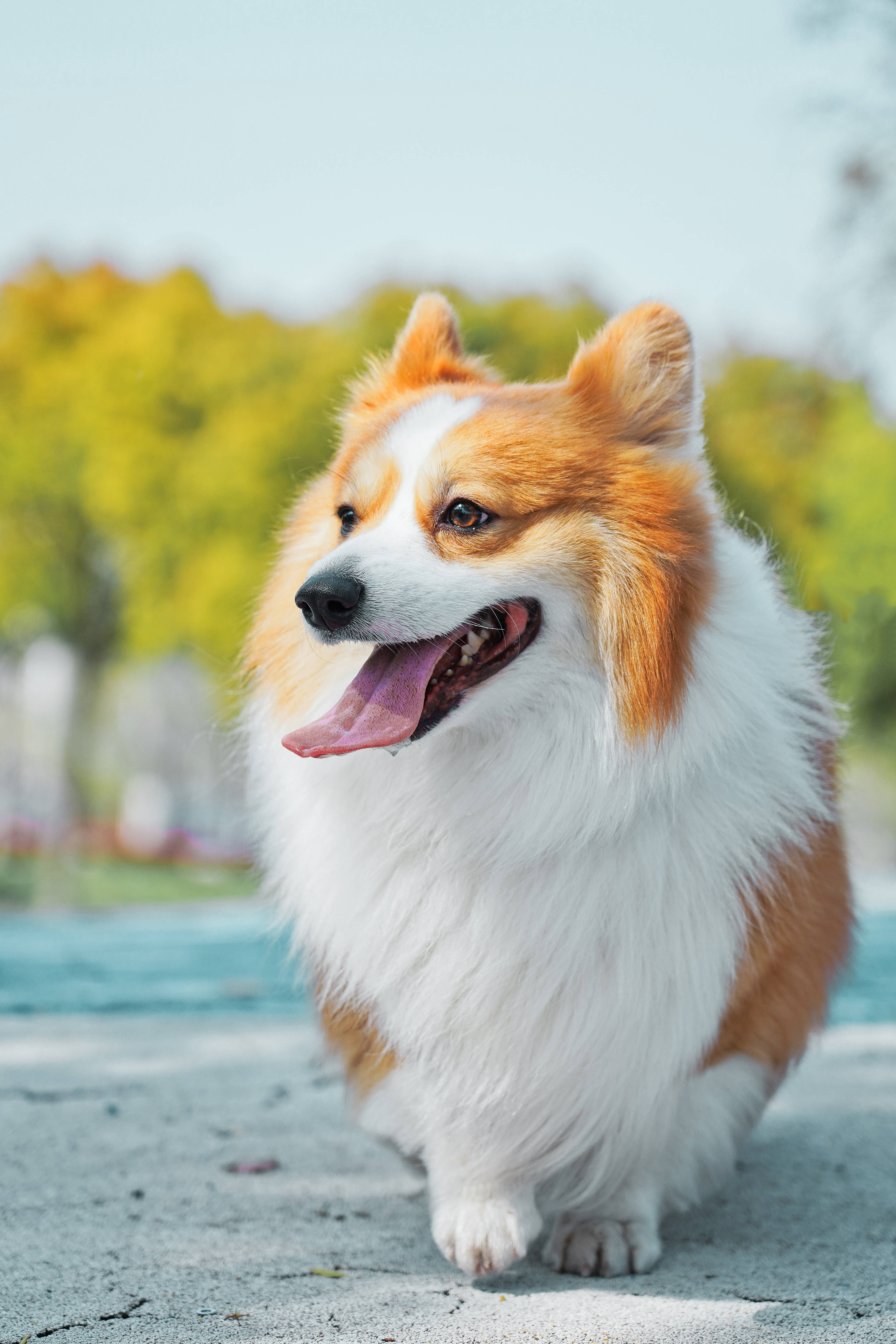 fluffy corgi, orange and white fur, paved path, 5K Phone Wallpaper