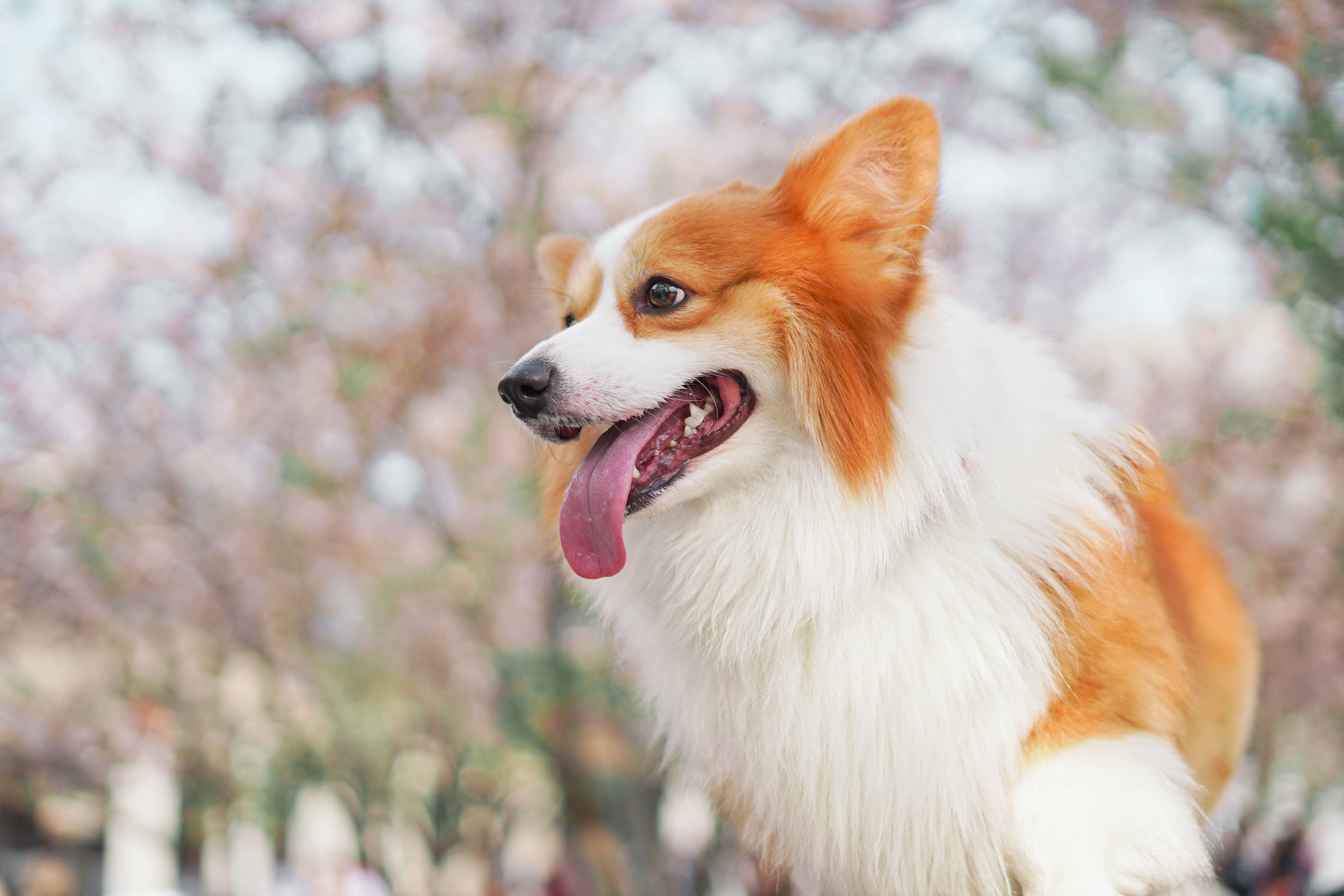 corgi, sakura trees, cherry blossom, 5K Desktop Wallpaper