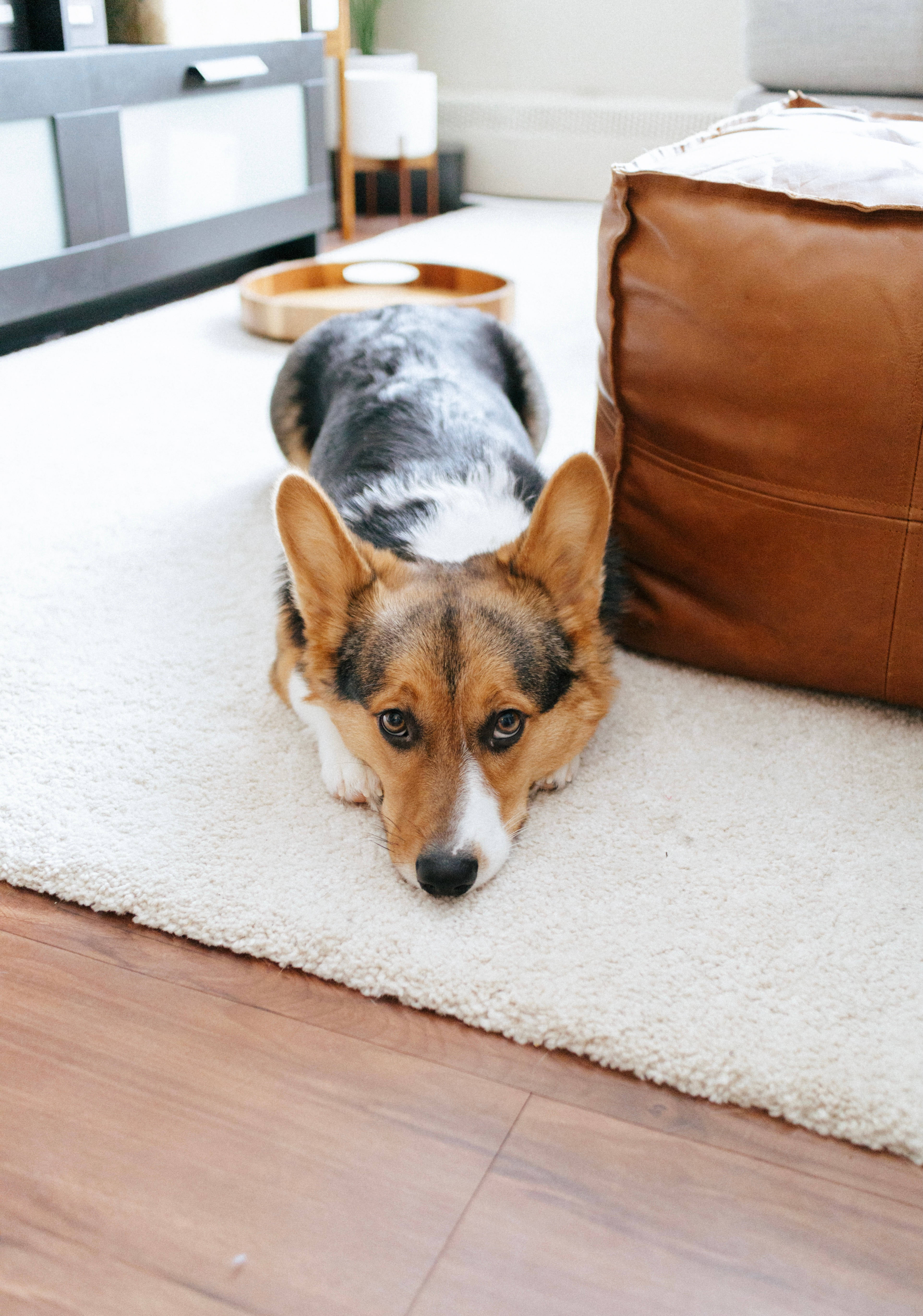 corgi, white rug, modern living room, 5K Phone Wallpaper
