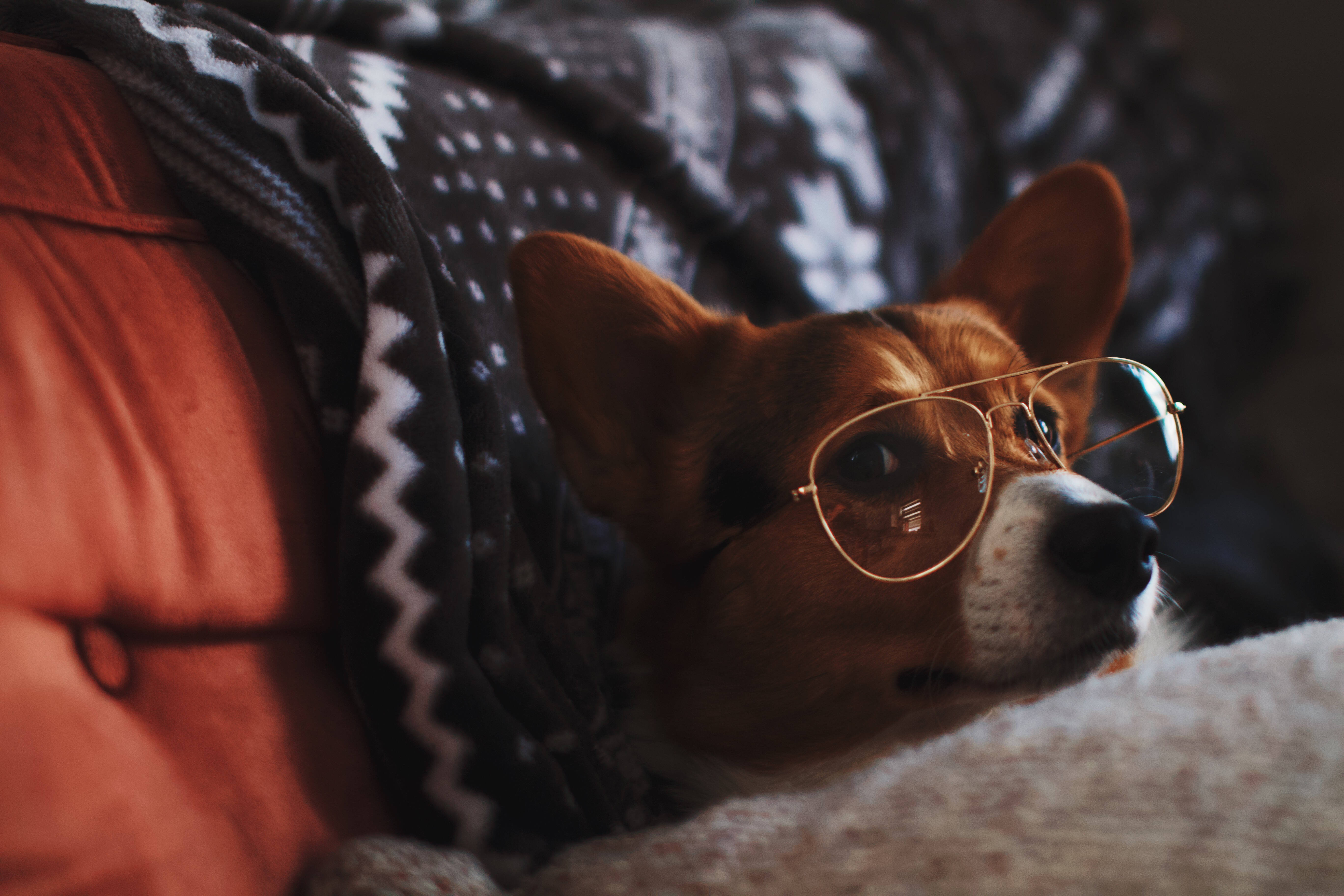 Corgi, gold-rimmed glasses, patterned blanket, 5K Desktop Wallpaper