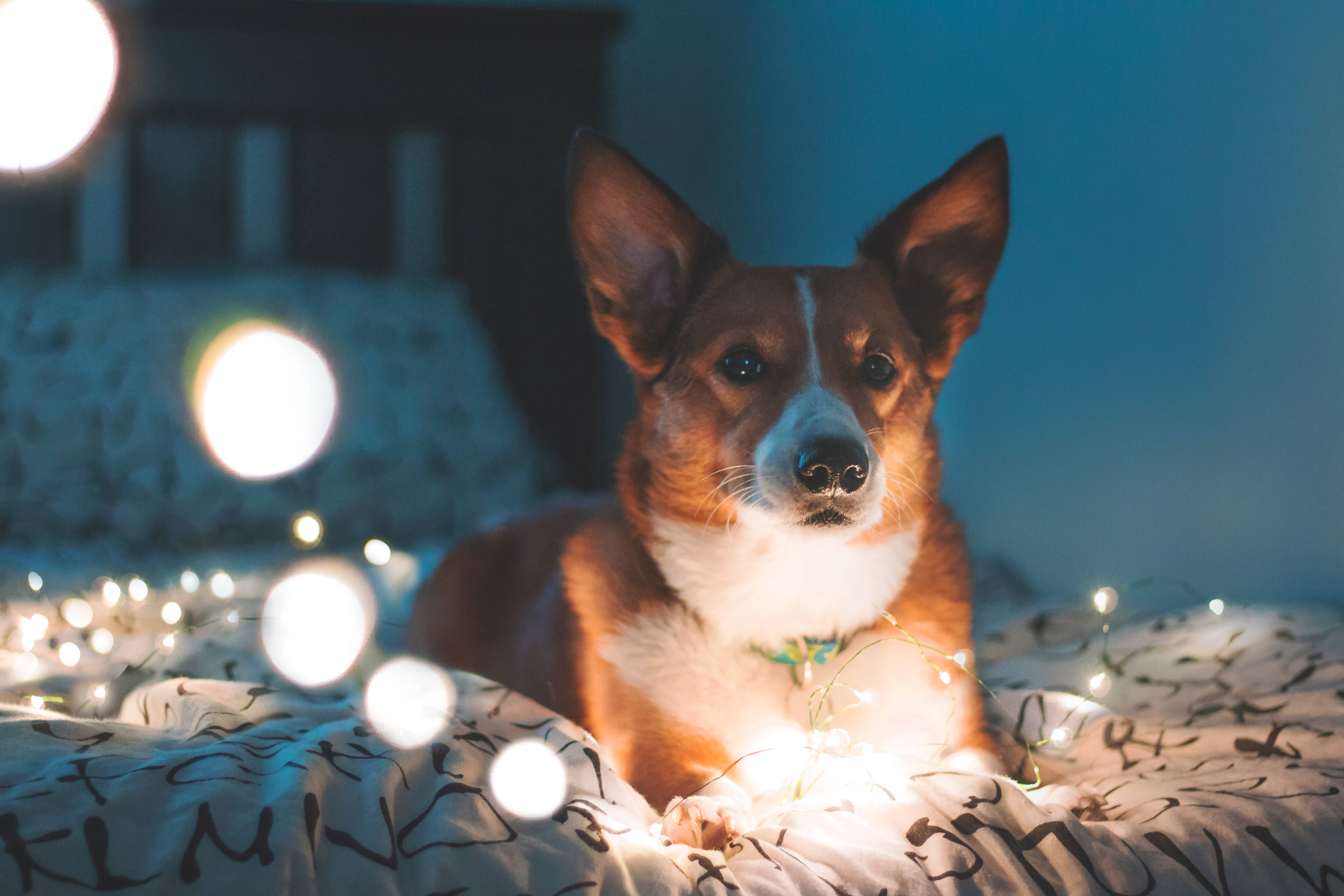 corgi, patterned bed, glowing fairy lights, 4K Desktop Wallpaper