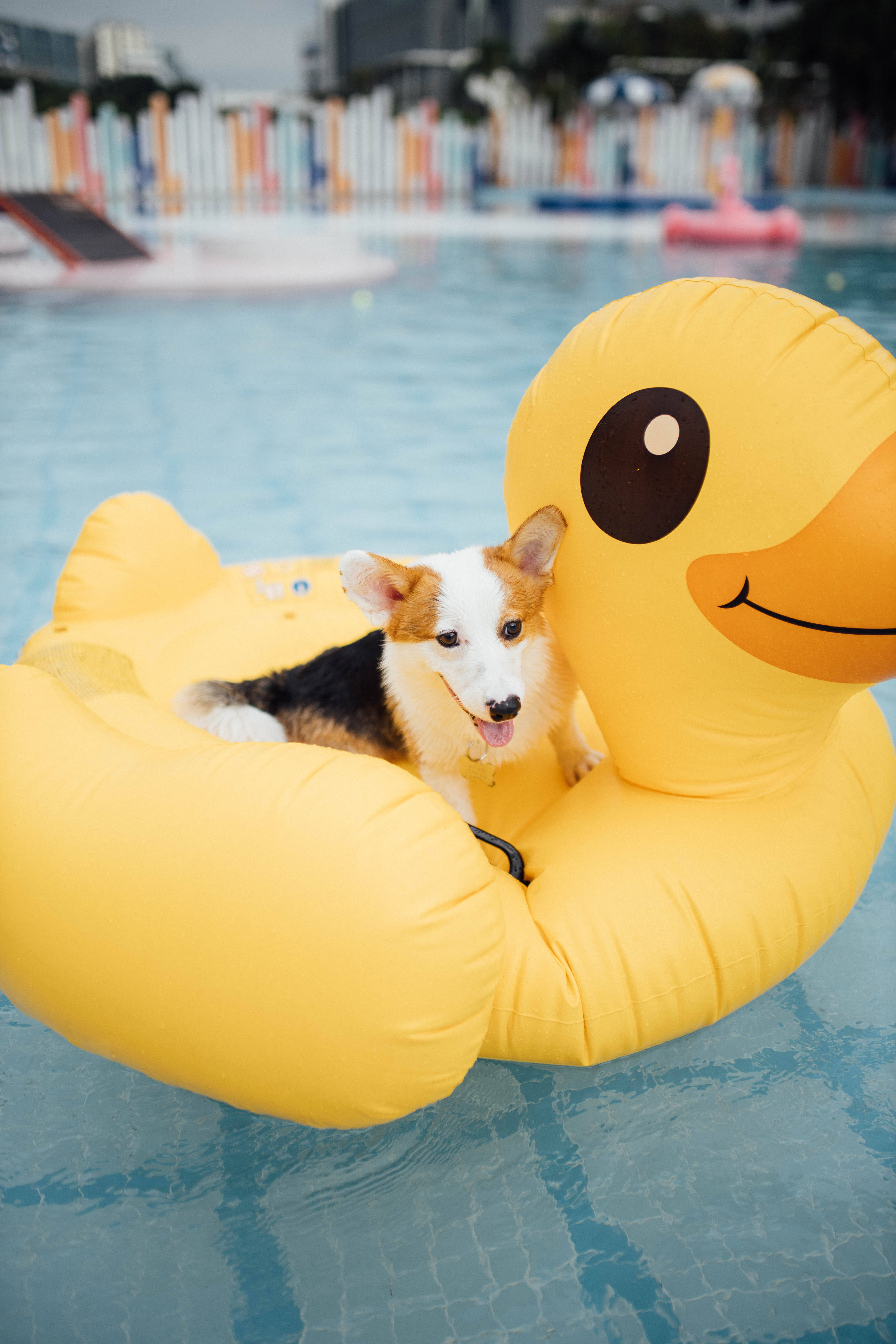 corgi, duck floaty, yellow inflatable duck, 5K Phone Wallpaper