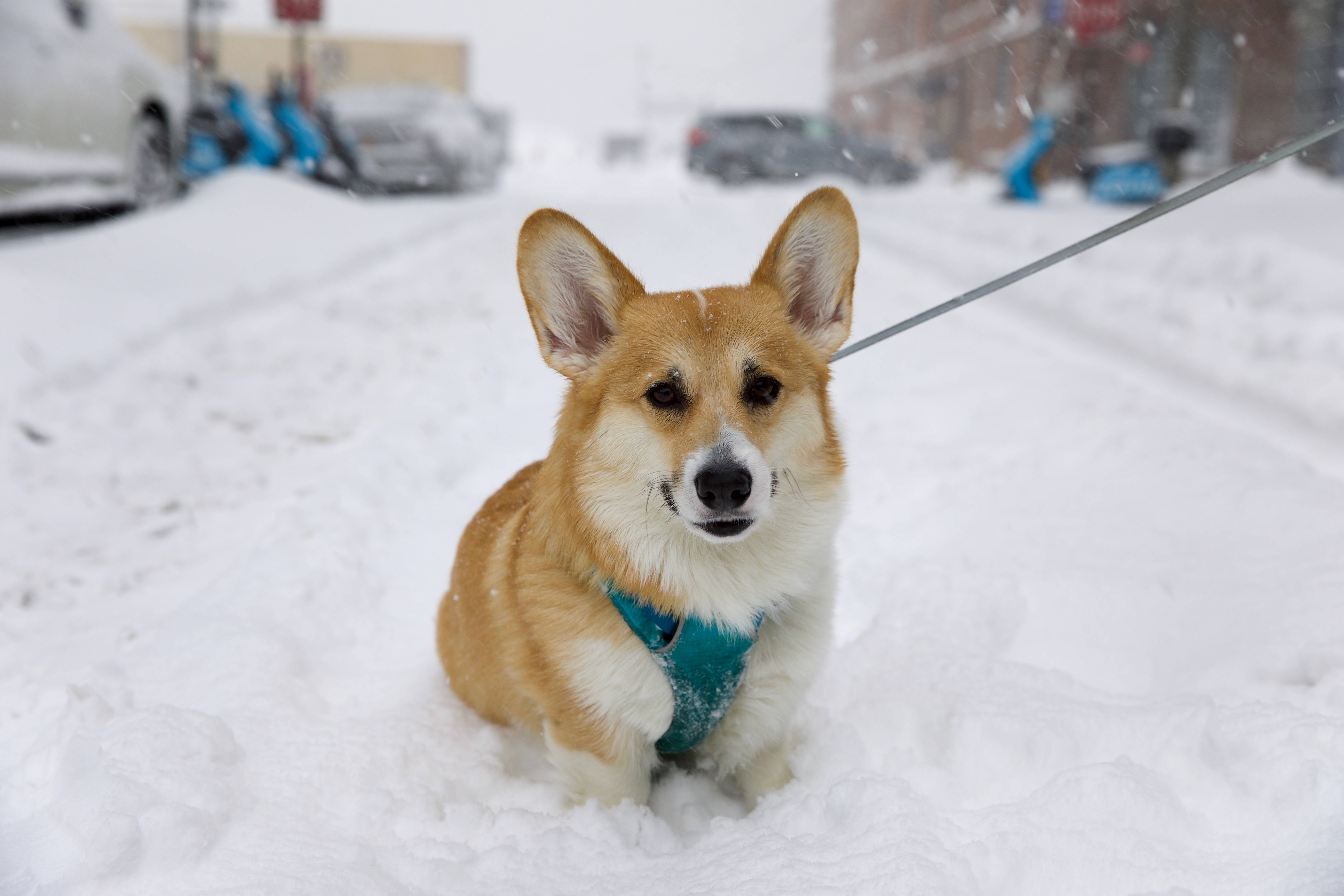 corgi, city street, snow, 5K Desktop Wallpaper