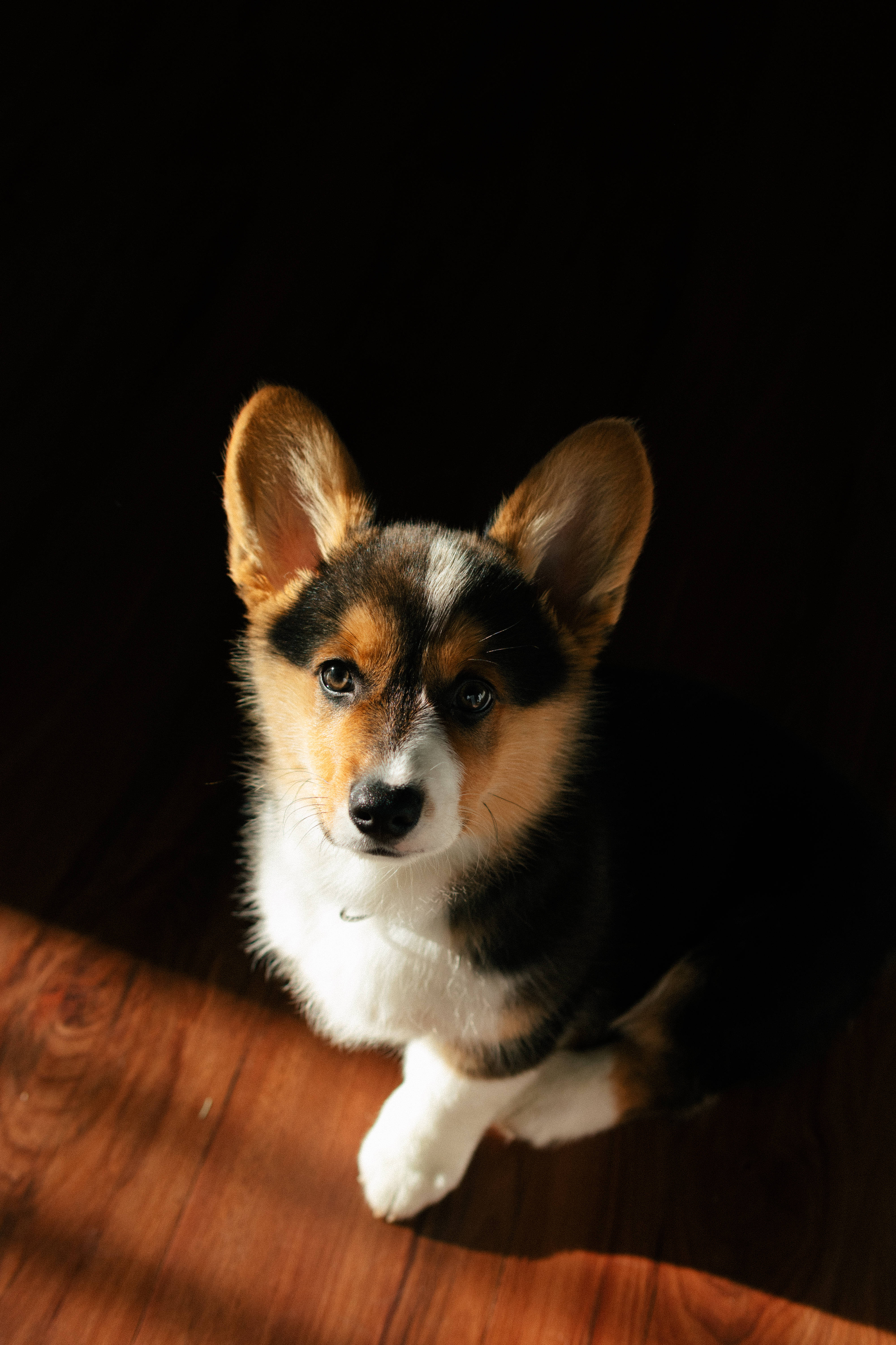 corgi, tricolor corgi puppy, sunbeam, 5K Phone Wallpaper