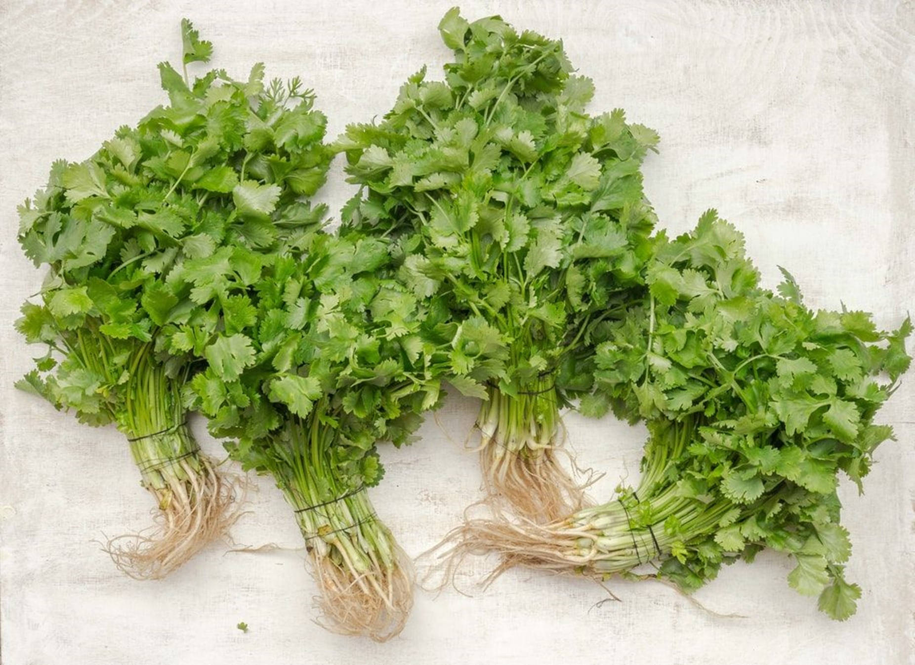 coriander herb, vibrant green, fresh bundles, HD Desktop Wallpaper