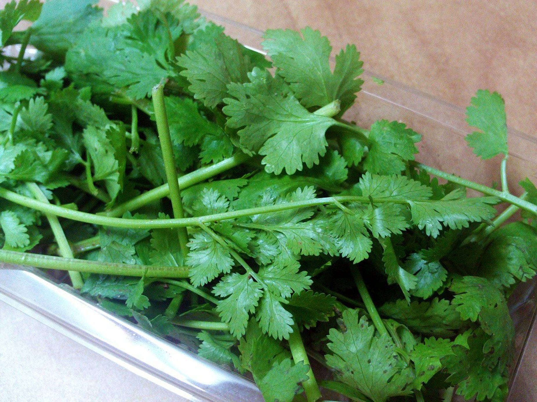 coriander, plastic container, clear plastic container, HD Desktop Wallpaper