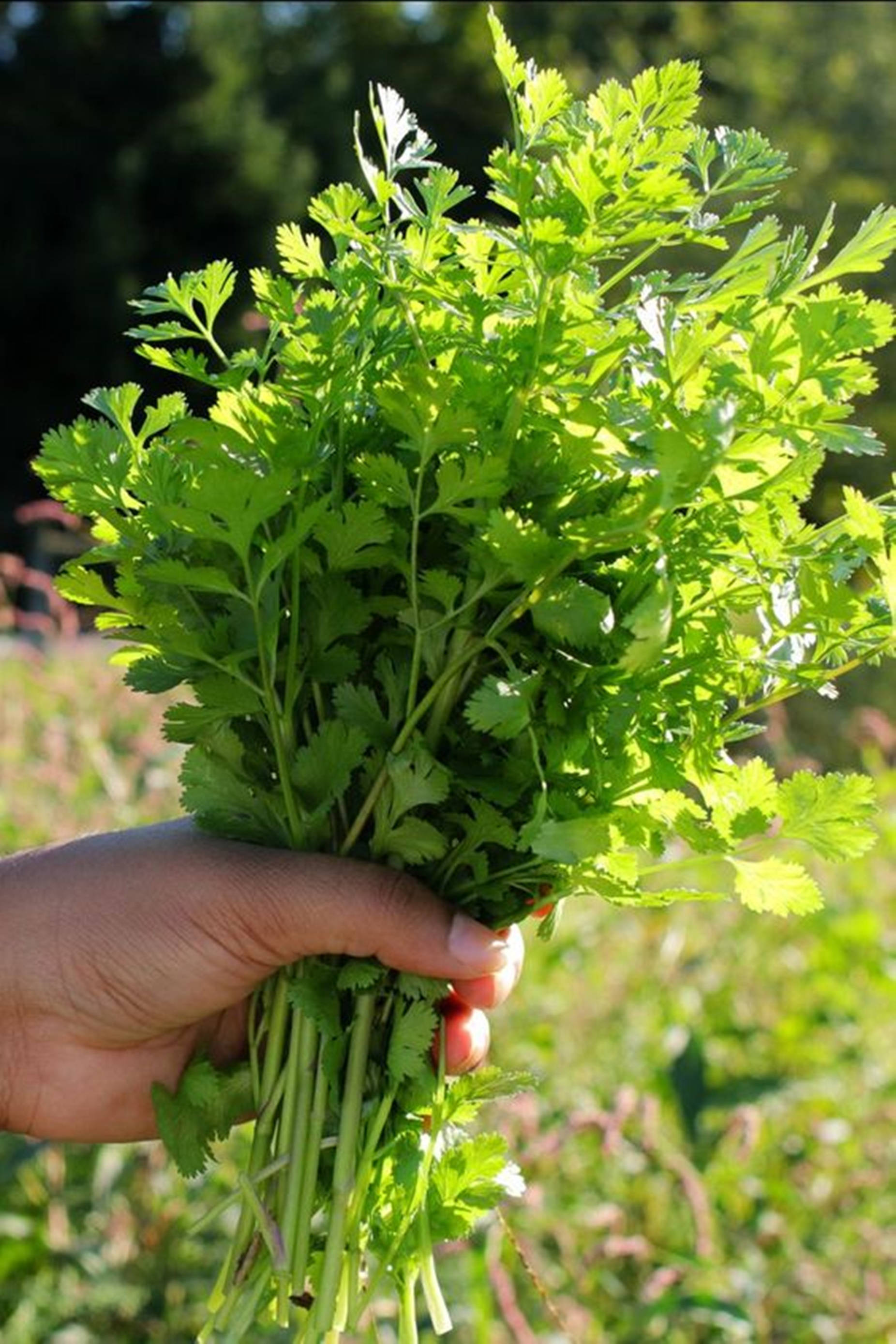 coriander herbs bouquet, garden, sunlit, 2K Phone Wallpaper