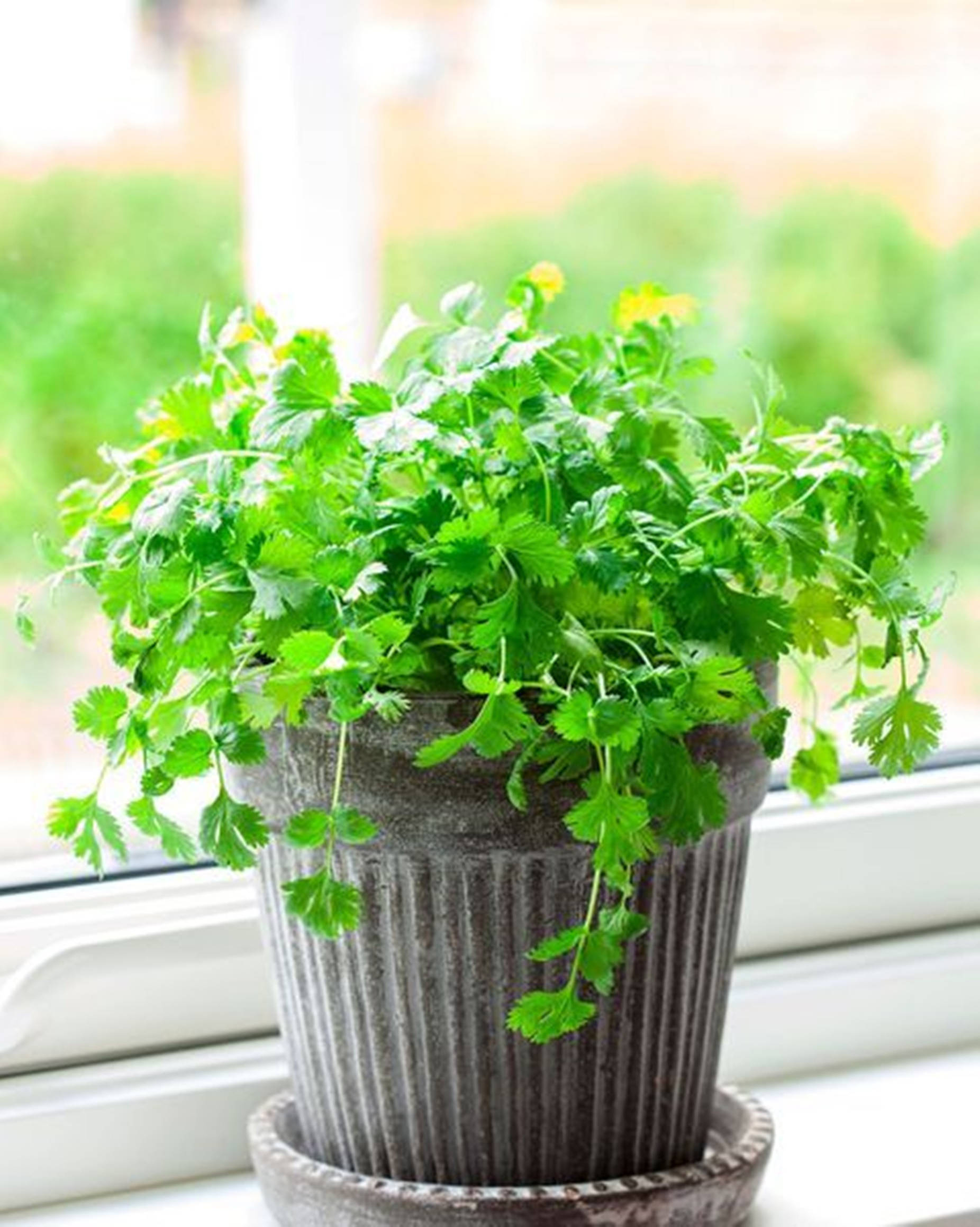 potted coriander herb, textured gray pot, windowsill, Full HD Phone Wallpaper