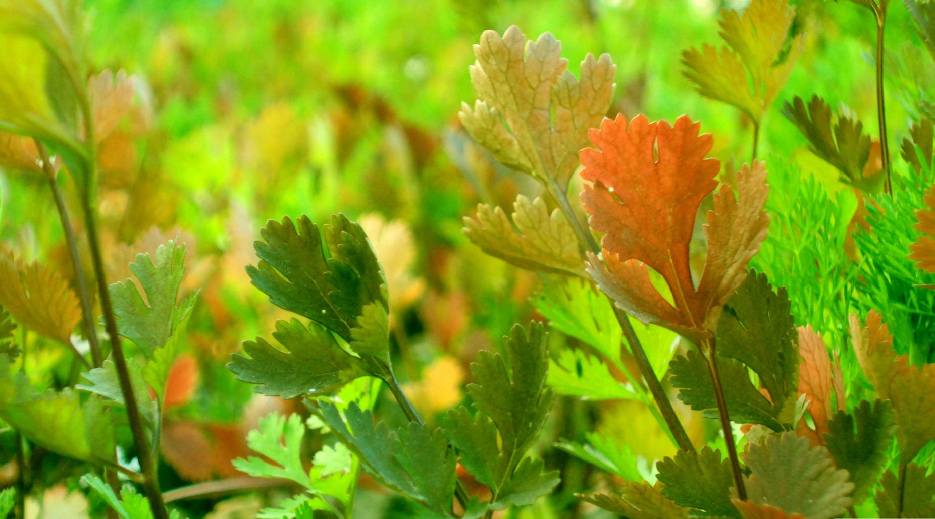 coriander herb, vibrant green, orange parsley leaves, HD Desktop Wallpaper