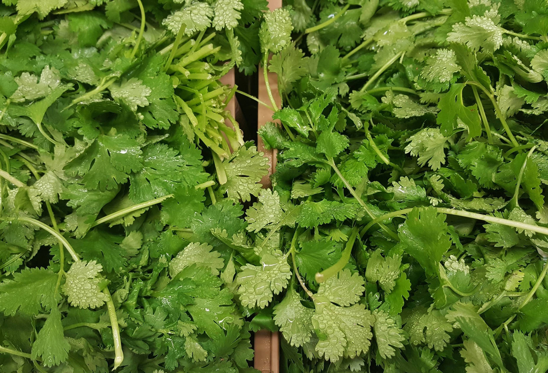 freshly cut coriander herbs, boxes, vibrant green pile, HD Desktop Wallpaper