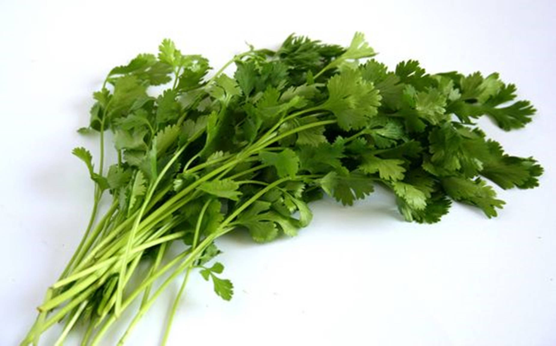 coriander, cilantro, vibrant green, HD Desktop Wallpaper