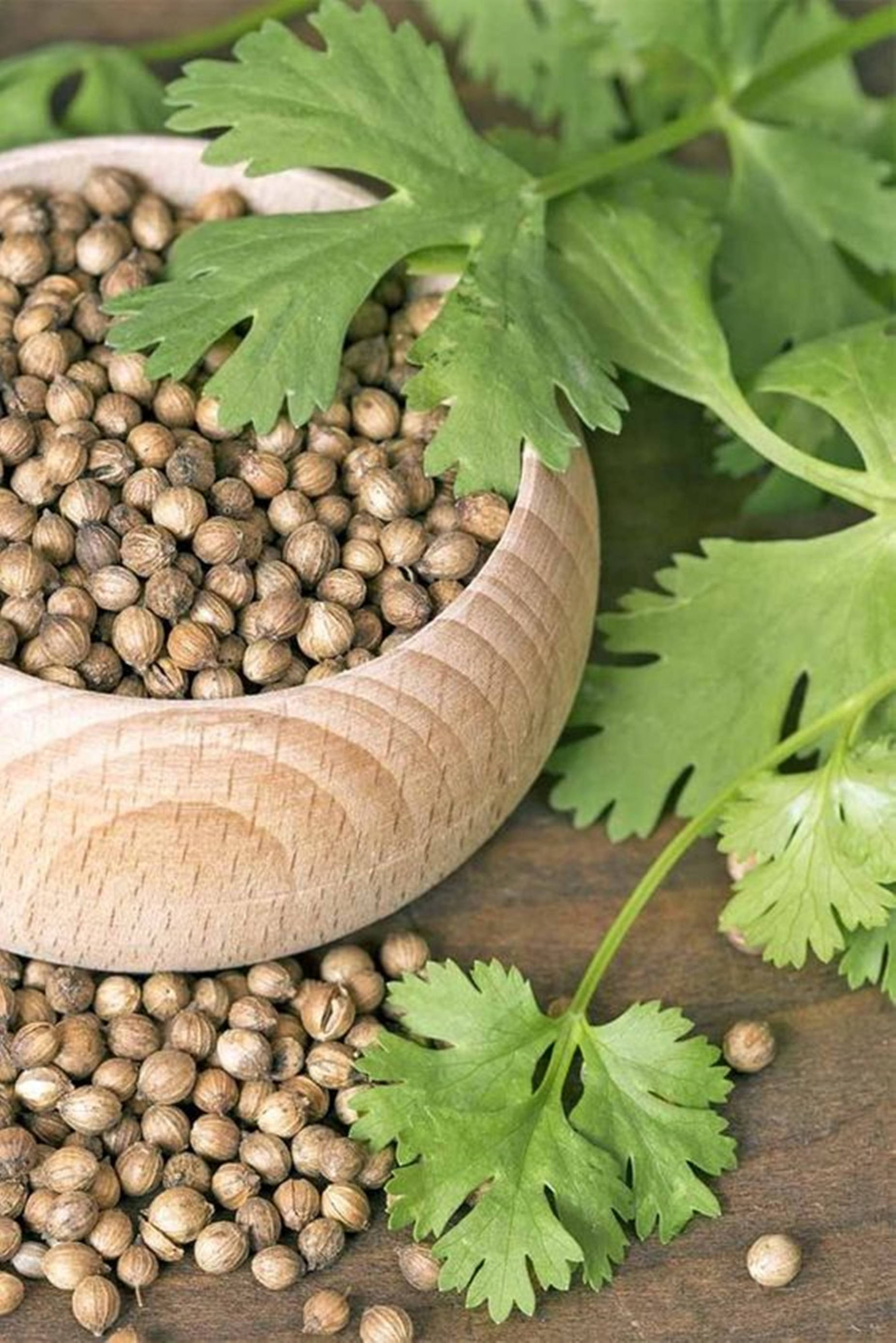 coriander, cilantro, wooden bowl, 2K Phone Wallpaper