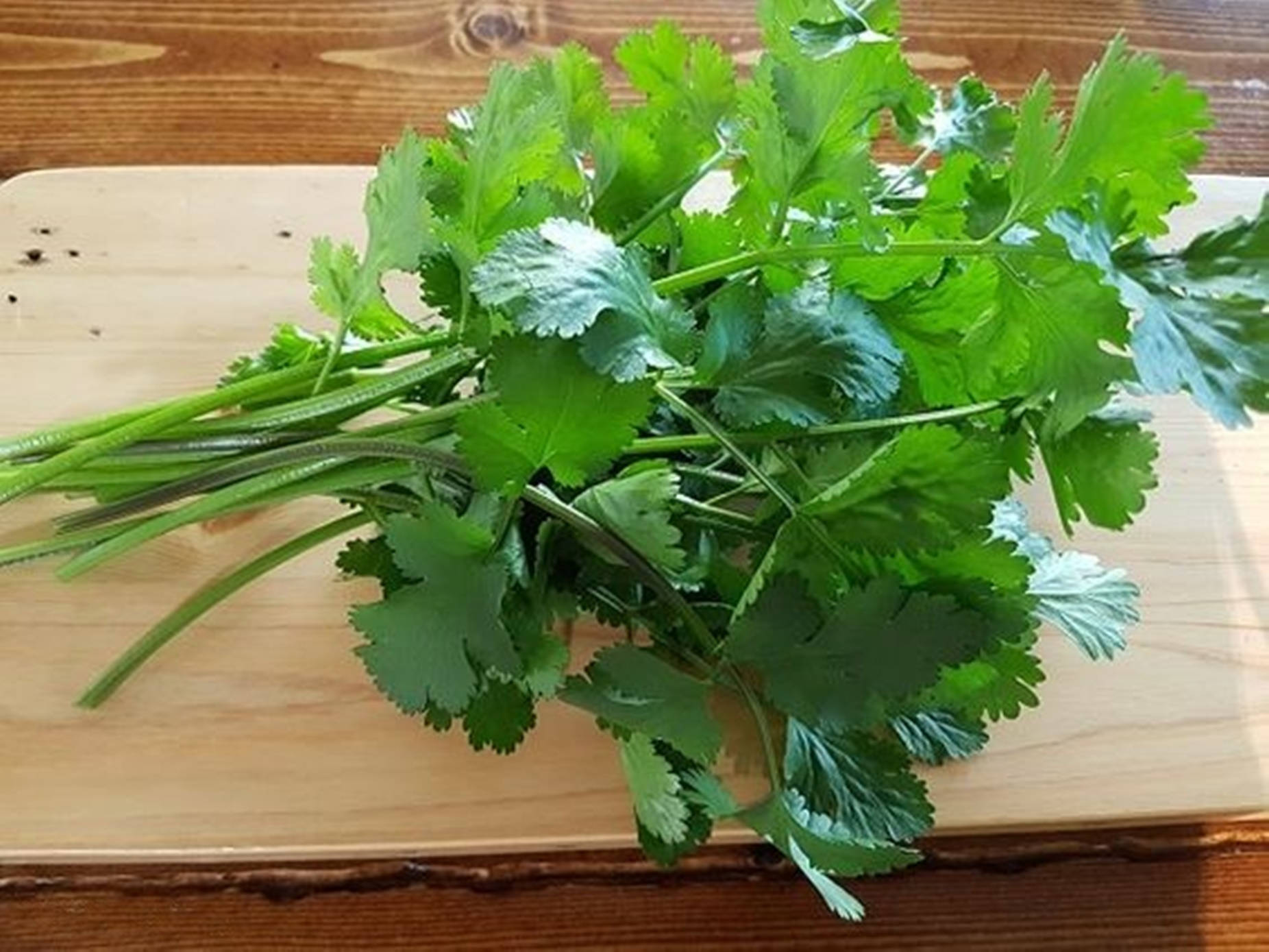 coriander, cilantro, serrated leaves, HD Desktop Wallpaper