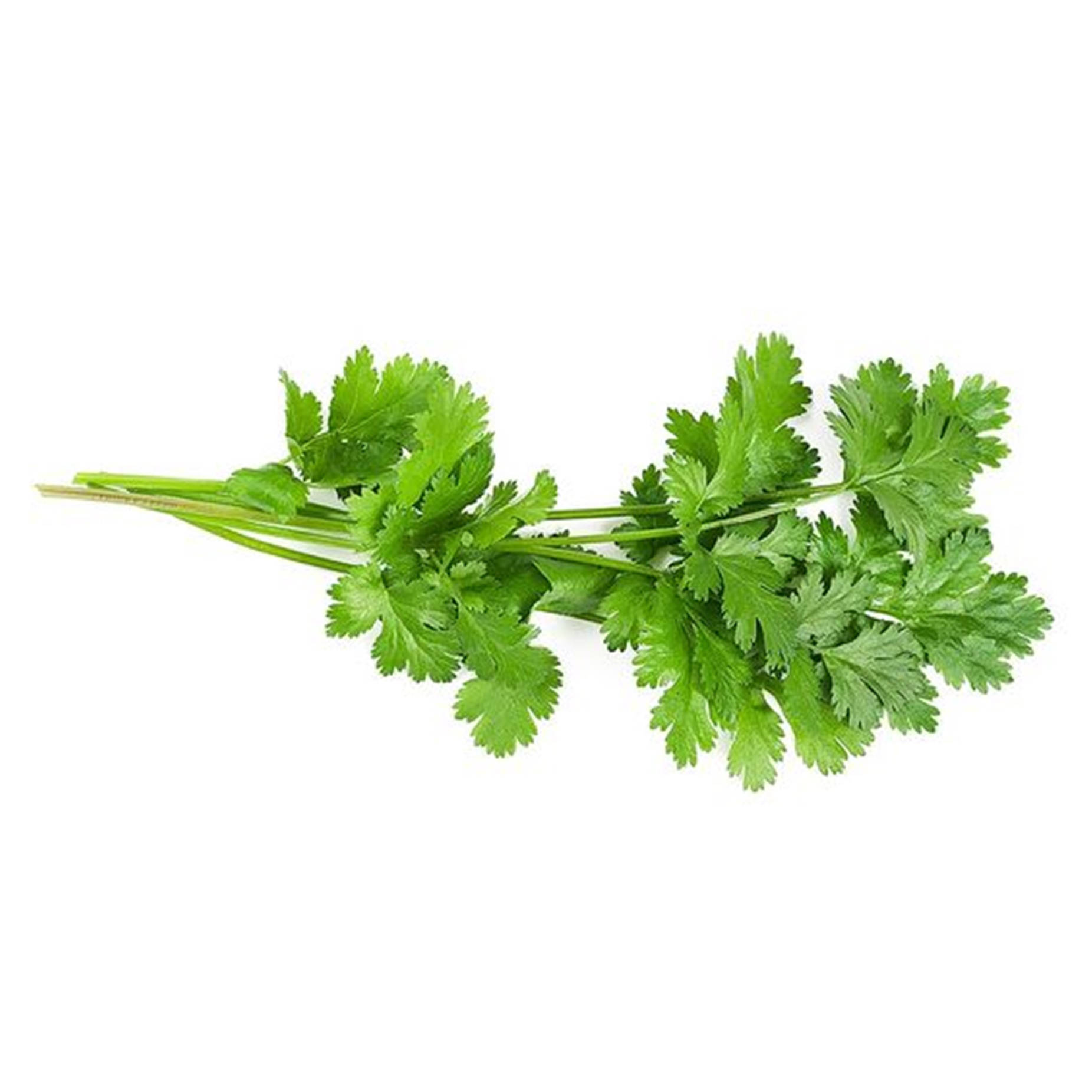 coriander, cilantro, green, HD Desktop Wallpaper