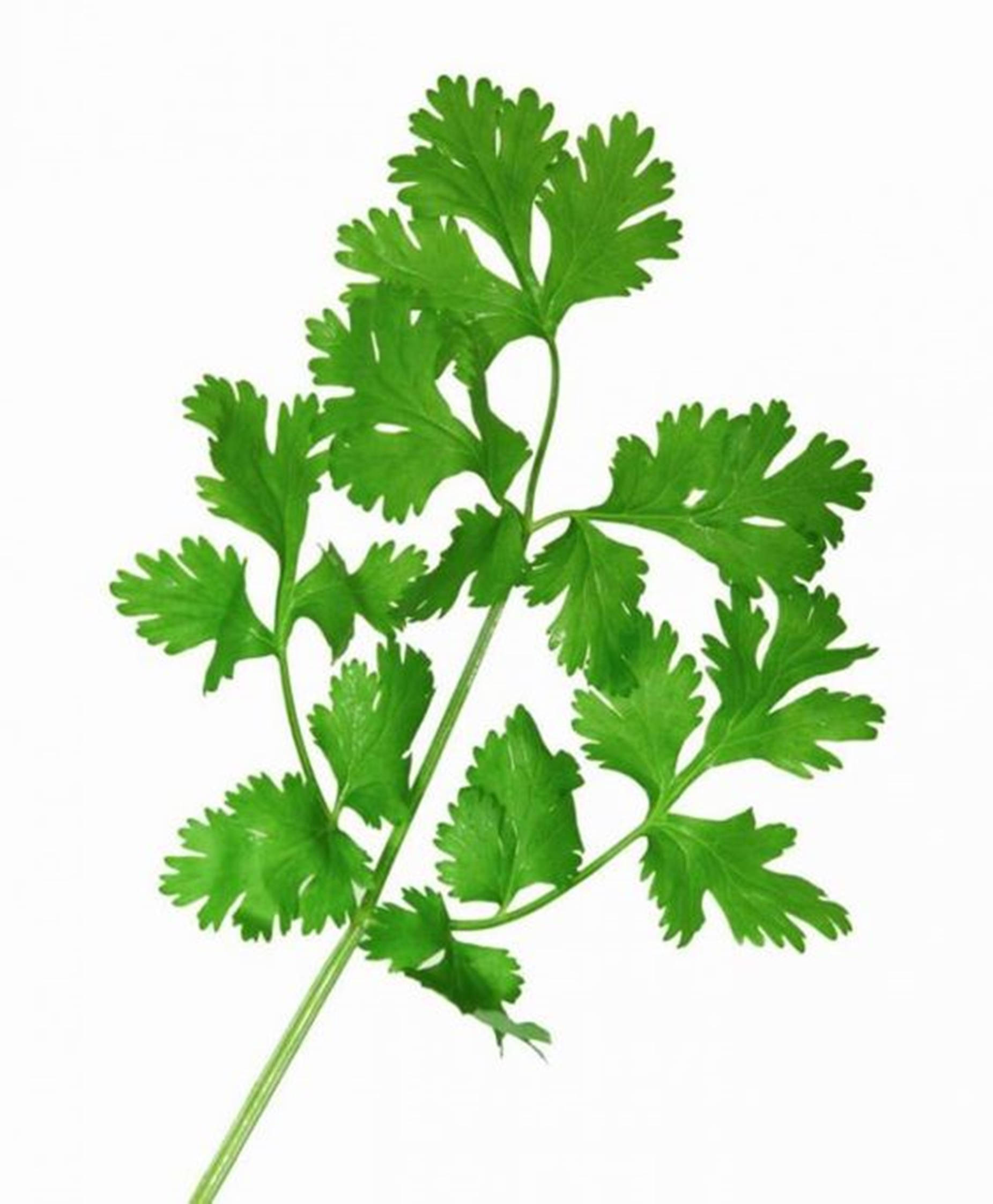 coriander herb, cilantro sprig, feathery leaves, Full HD Phone Wallpaper