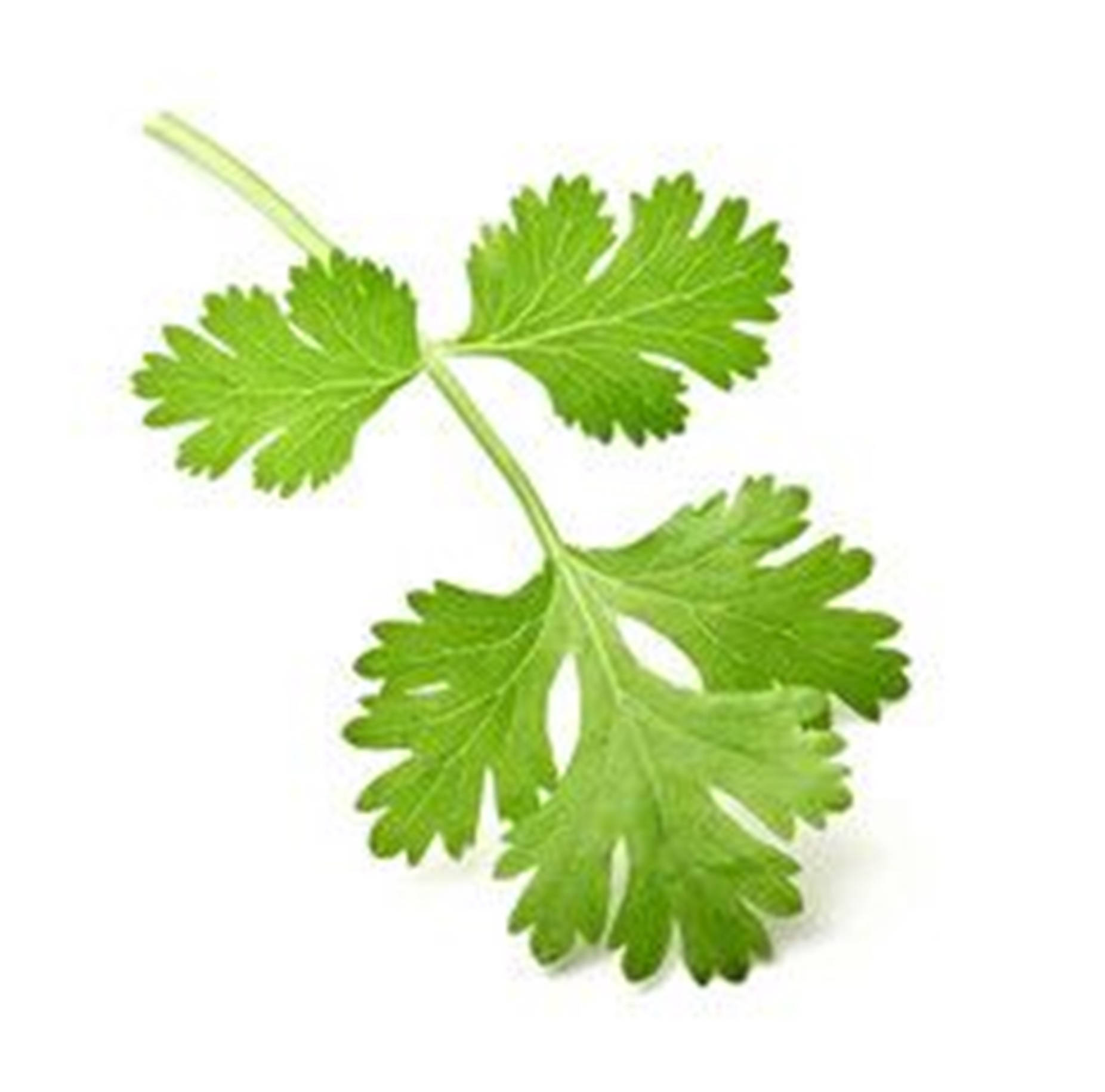 minimalist, coriander, cilantro, HD Desktop Wallpaper