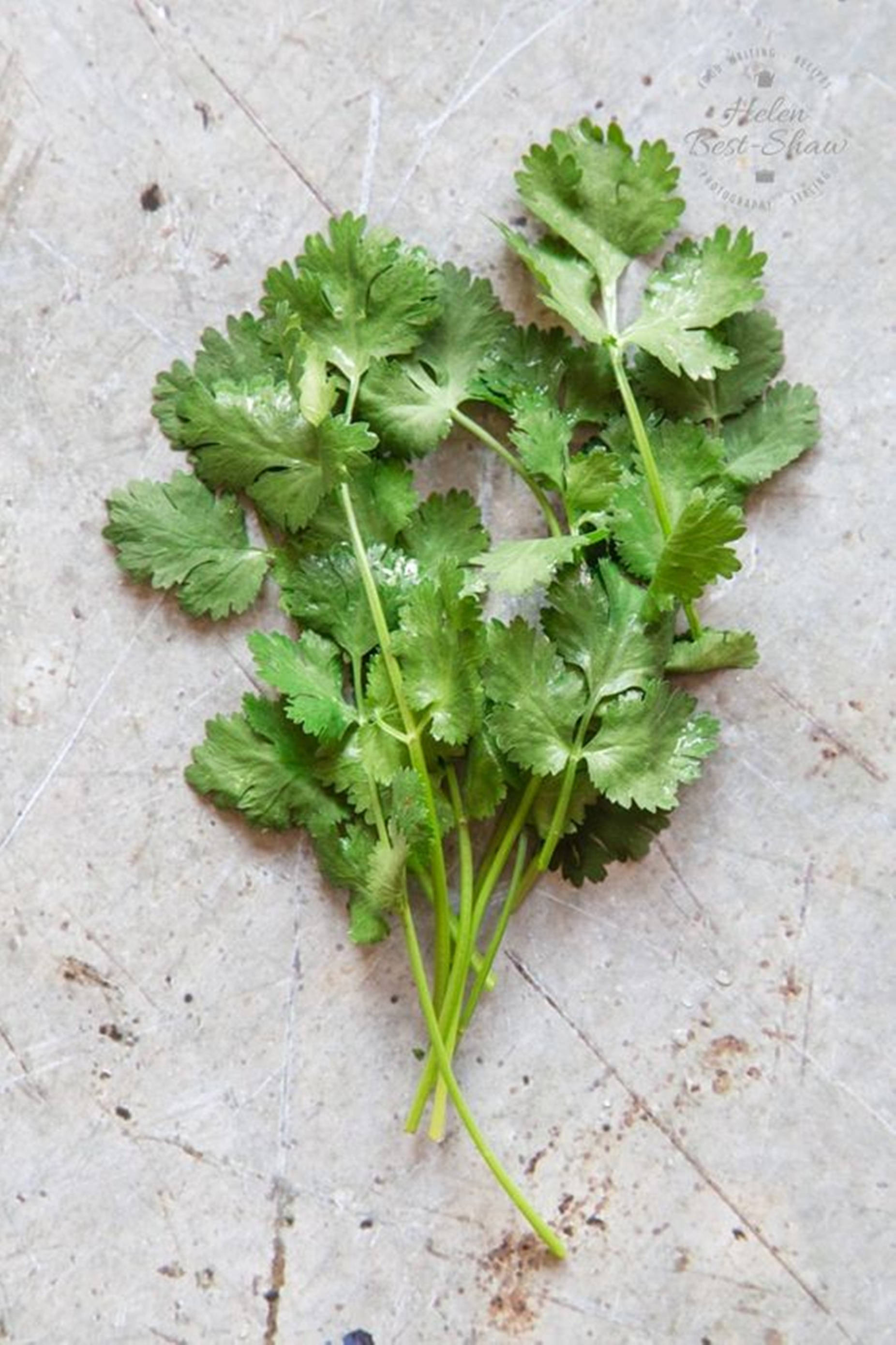 coriander, cilantro, leaves, 2K Phone Wallpaper
