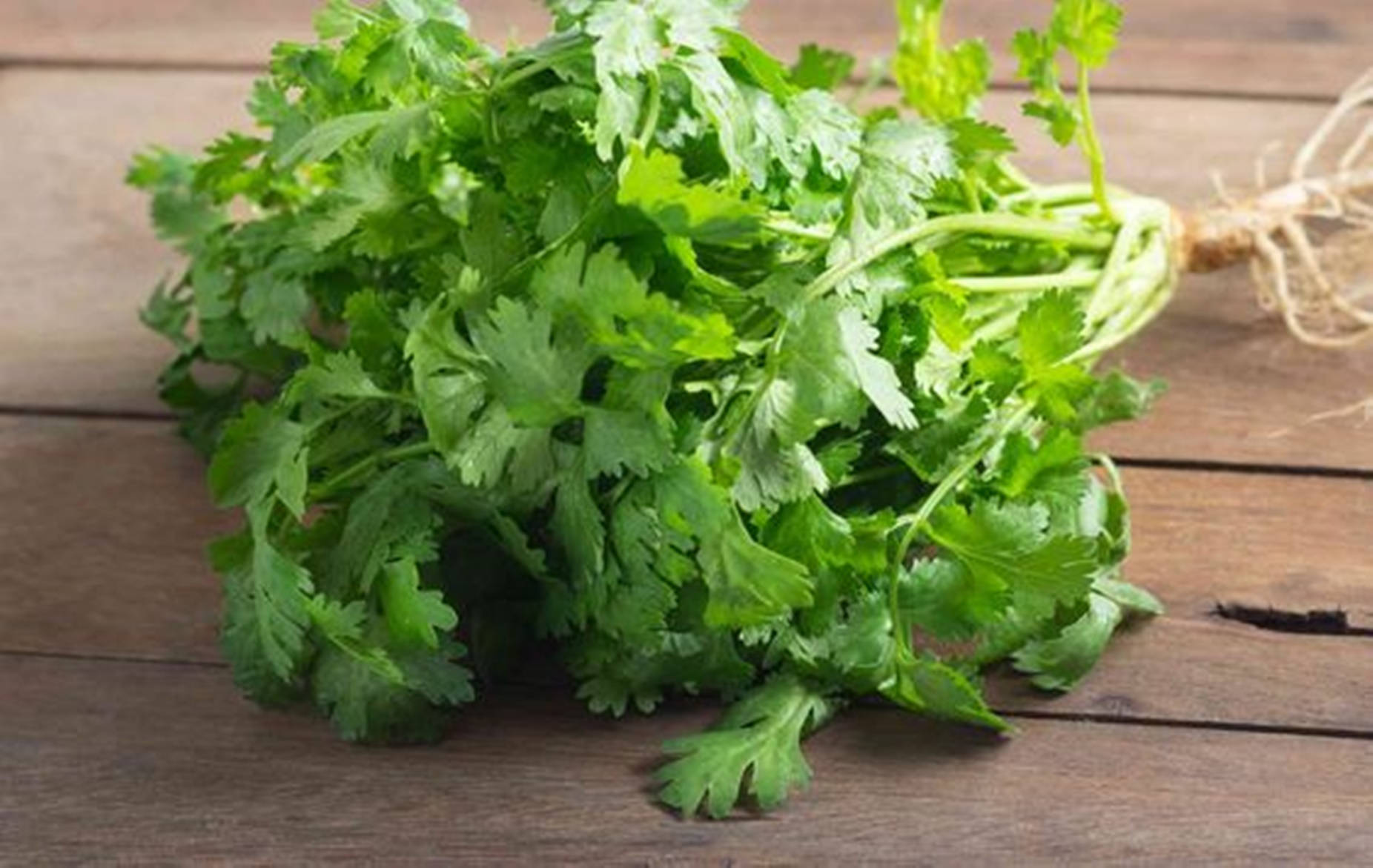 coriander, vibrant green, wooden table, HD Desktop Wallpaper