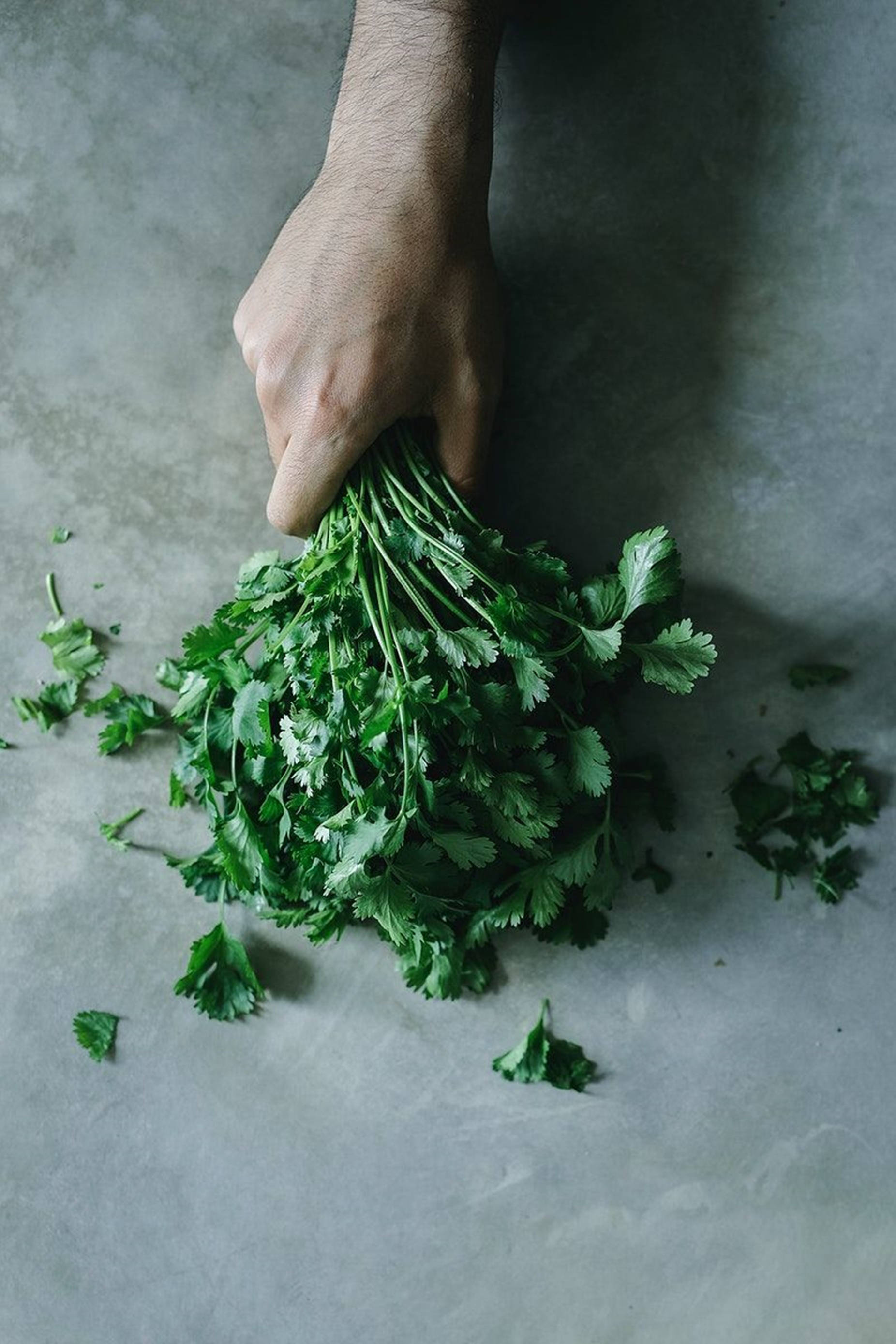 coriander, vibrant green cilantro, muted gray concrete surface, 2K Phone Wallpaper