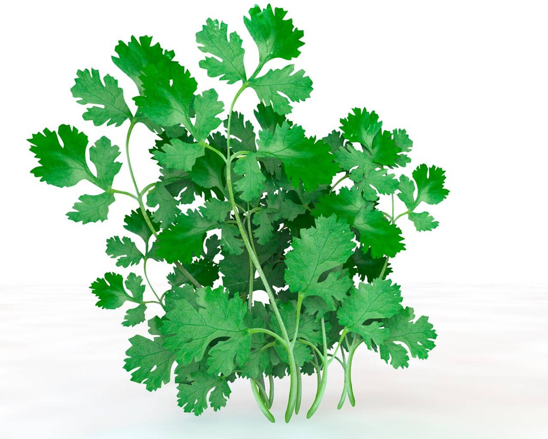 coriander herbs, green cilantro leaves, delicate stems, HD Desktop Wallpaper