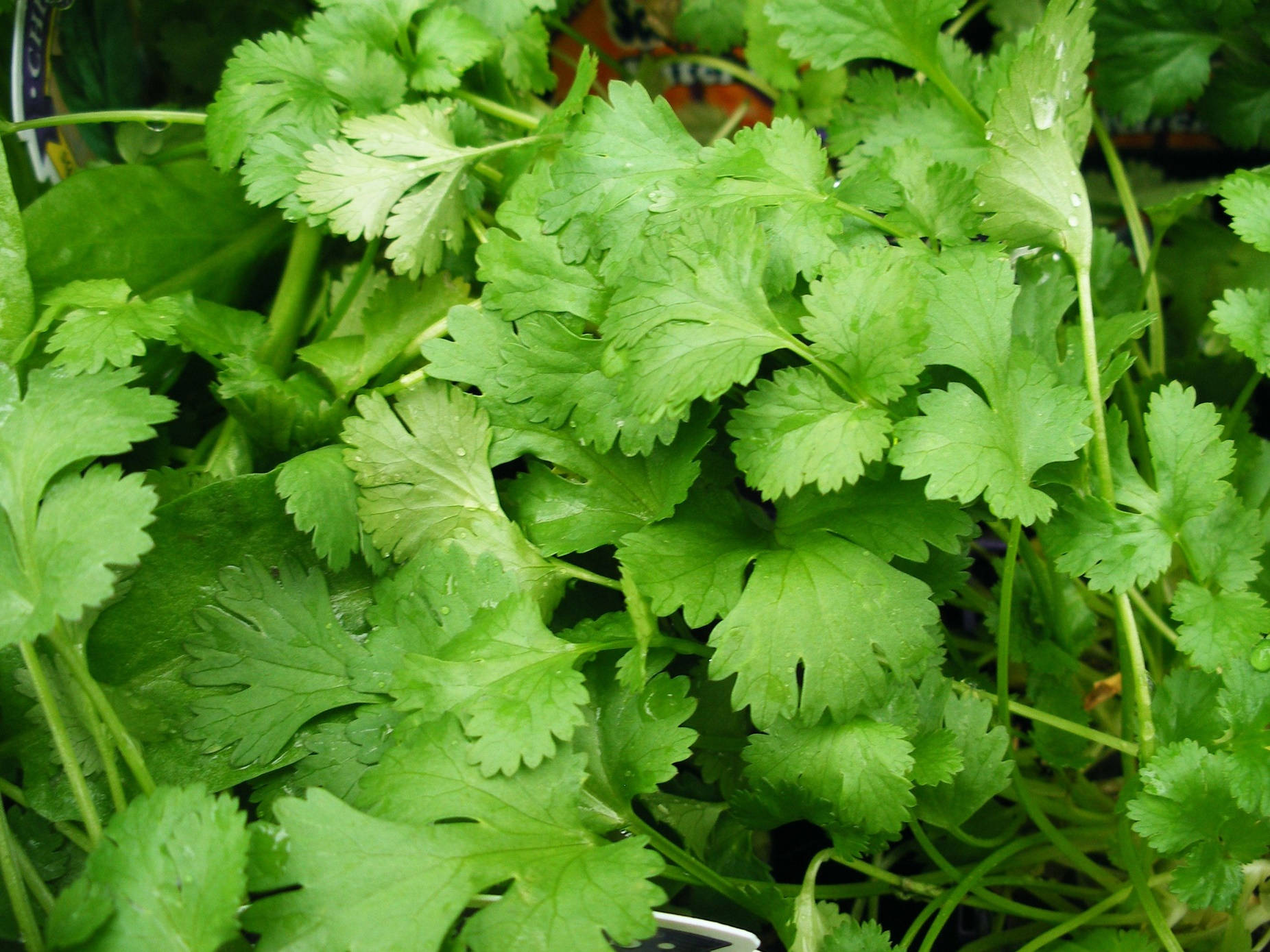 coriander, cilantro, vibrant green, HD Desktop Wallpaper