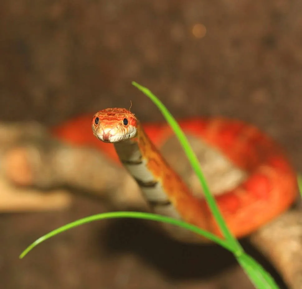 Corn Snake