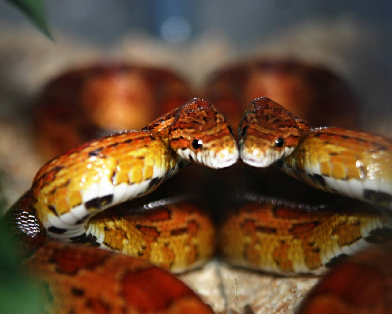 Corn Snake, reflection, vibrant orange and brown, HD Desktop Wallpaper