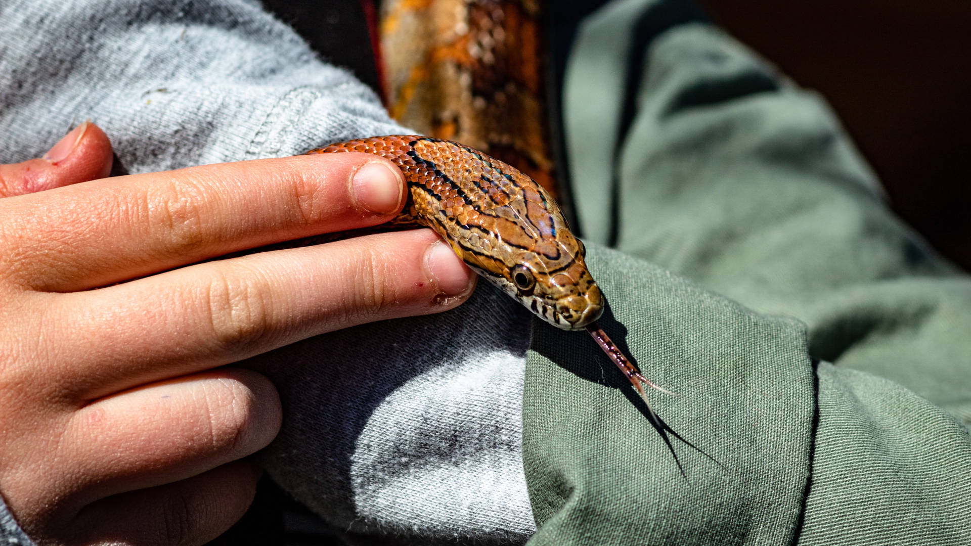 pet corn snake, brown patterned snake, hand, Full HD Desktop Wallpaper