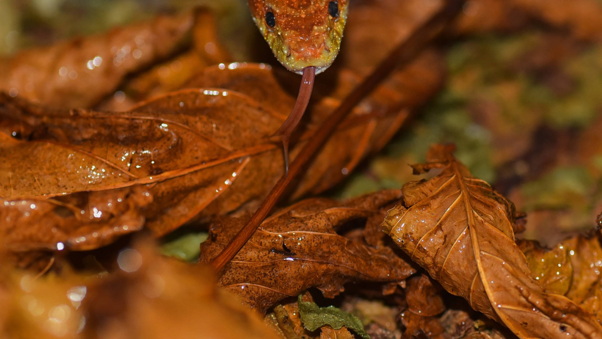 Corn Snake, vibrant green, red head, Full HD Desktop Wallpaper