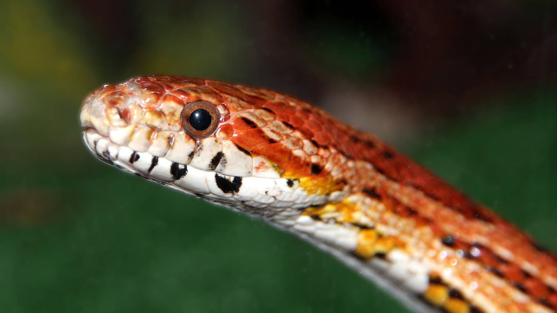 Corn Snake, orange, white, Full HD Desktop Wallpaper