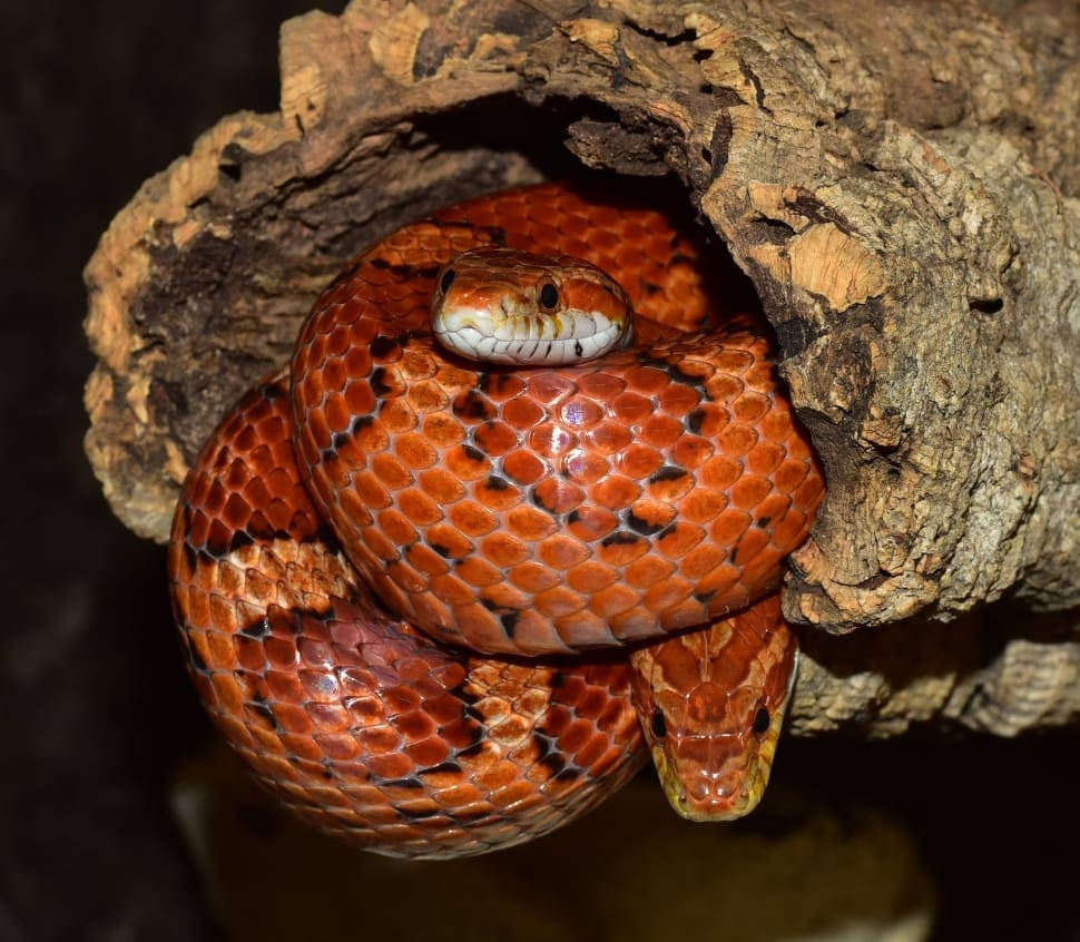 Corn Snake, tree trunk, orange, SD Desktop Wallpaper