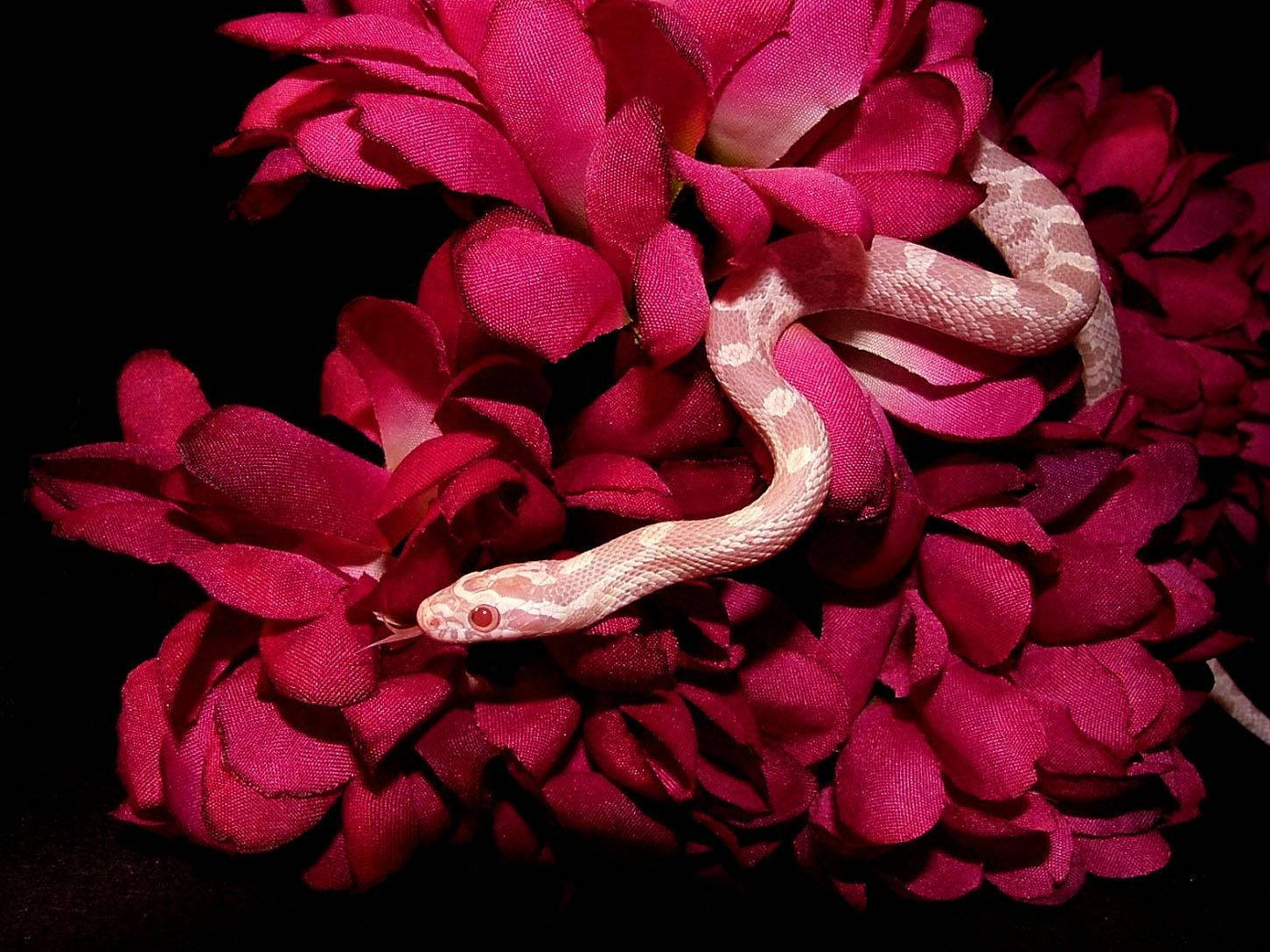 albino corn snake, red eyes, deep magenta fabric petals, HD Desktop Wallpaper