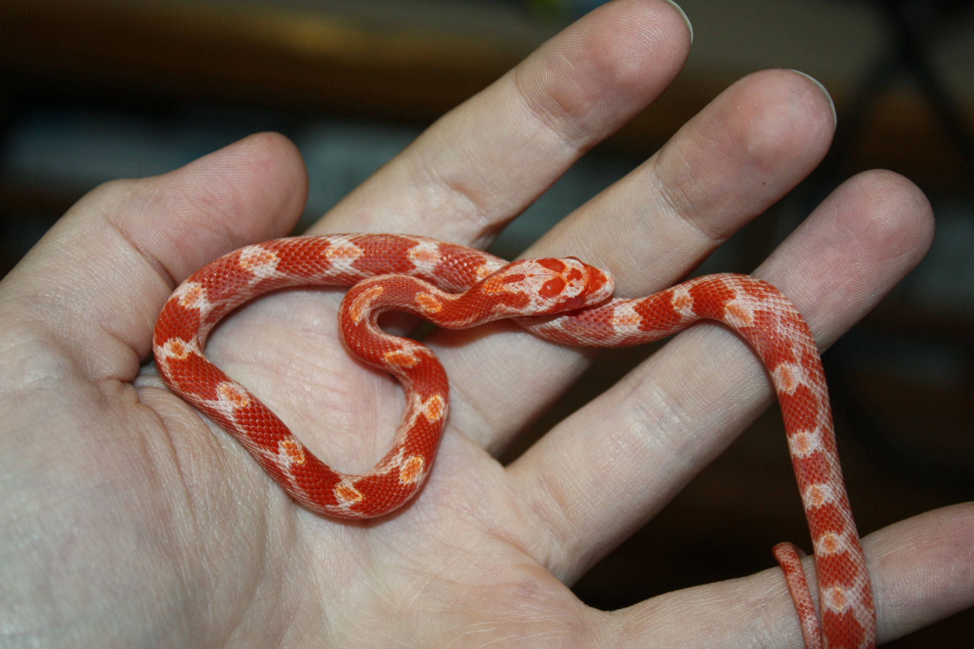 Corn Snake, orange and white patterned, palm of a human hand, 2K Desktop Wallpaper