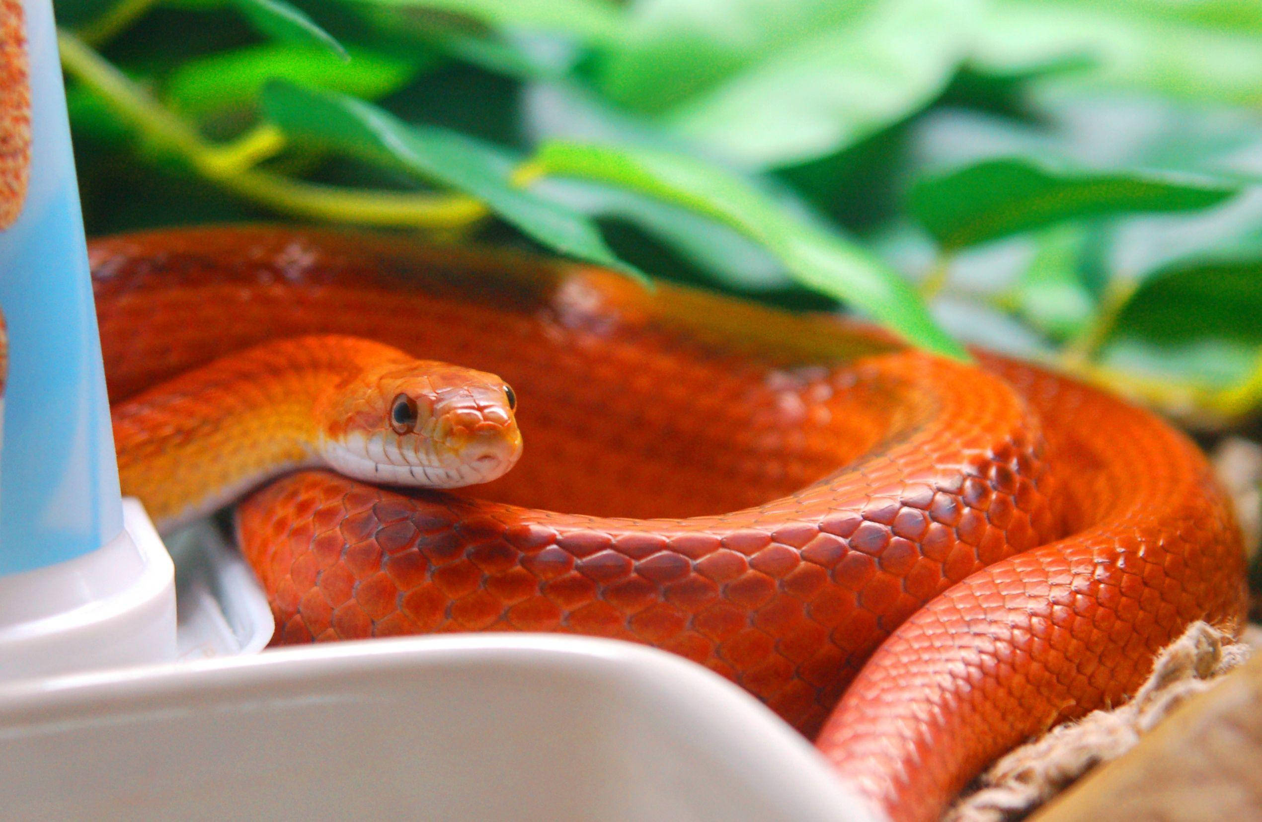 Corn Snake, garden, vibrant orange, Full HD Desktop Wallpaper