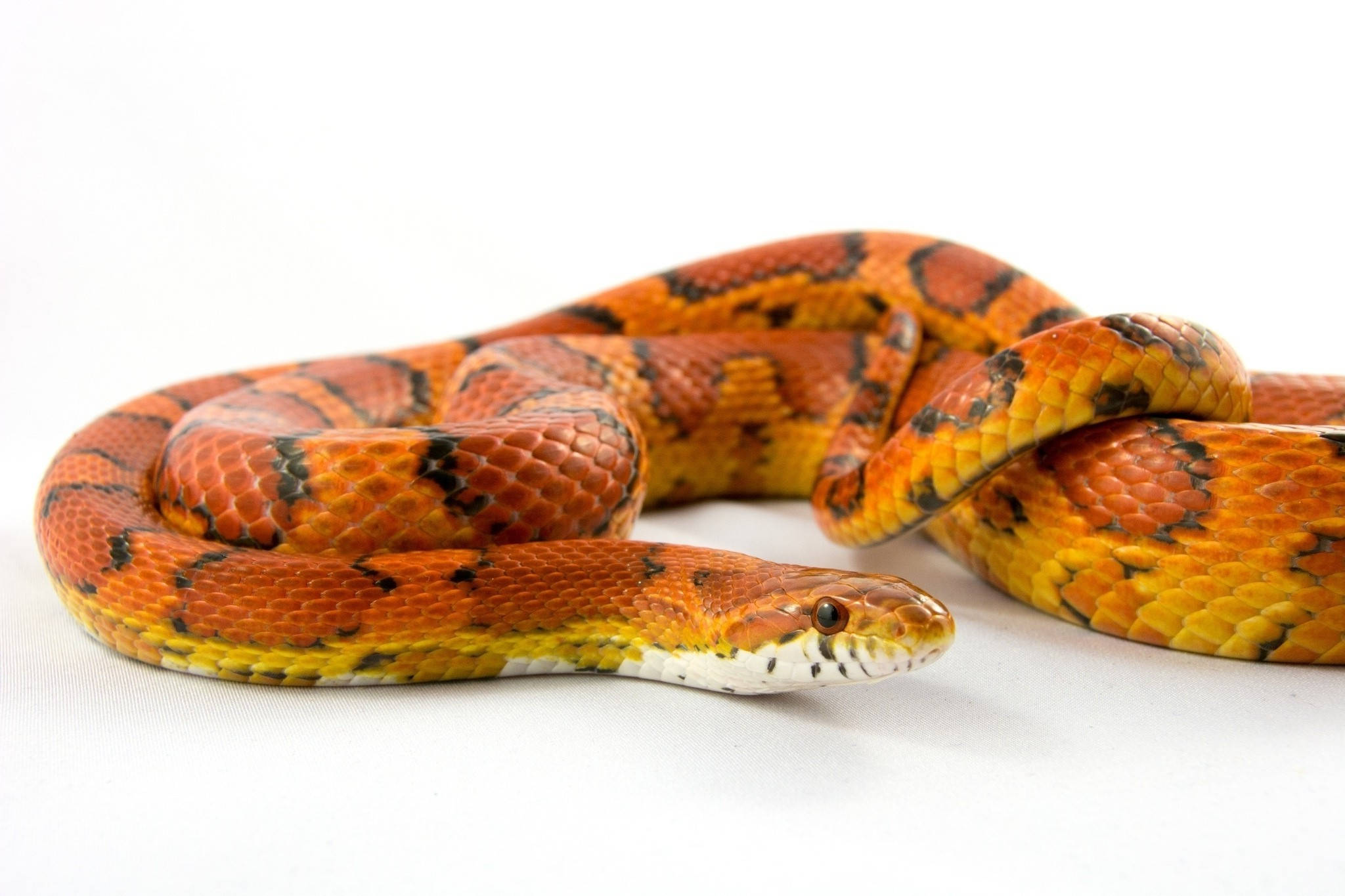 Corn Snake, orange and black, white background, Full HD Desktop Wallpaper