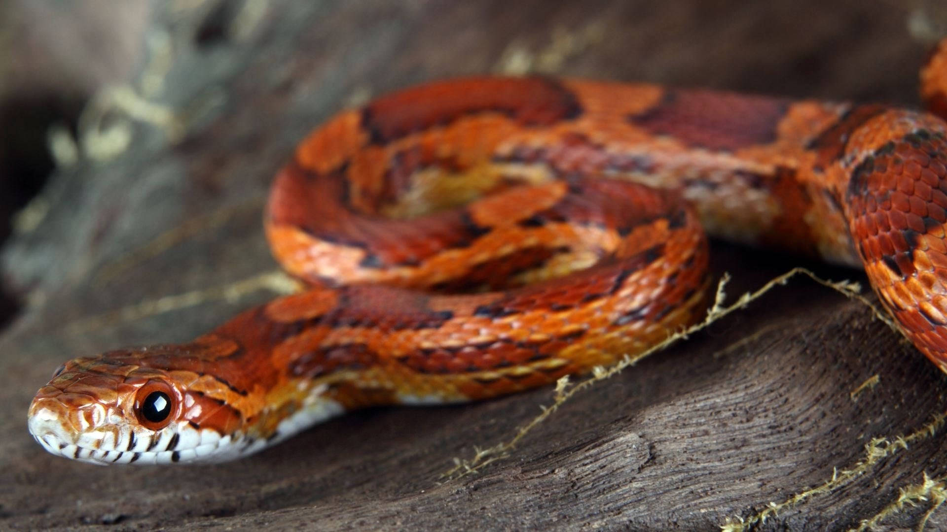 darker colored corn snake, orange and red snake, black markings, Full HD Desktop Wallpaper