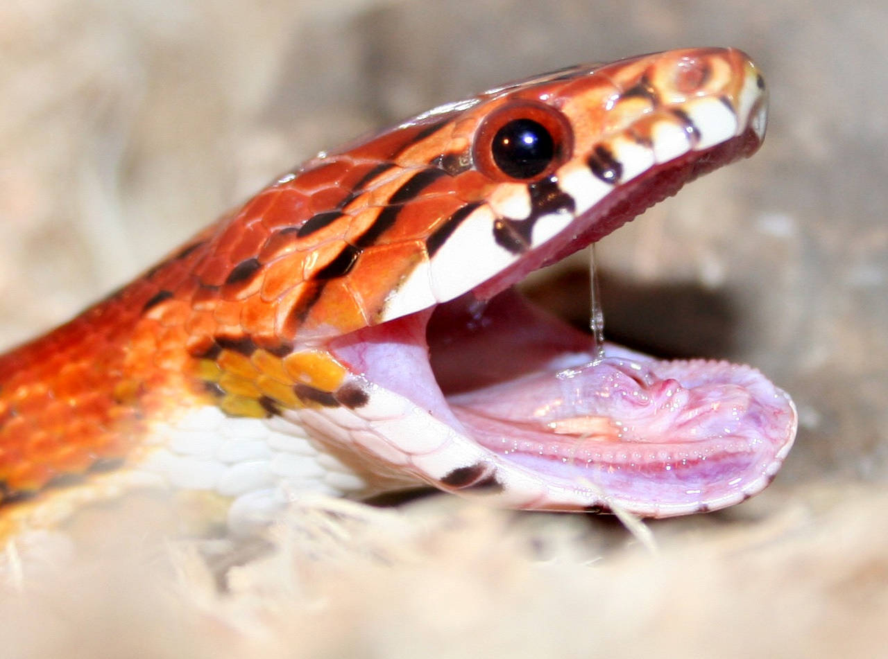 Corn Snake, open mouth, vibrant orange, HD Desktop Wallpaper