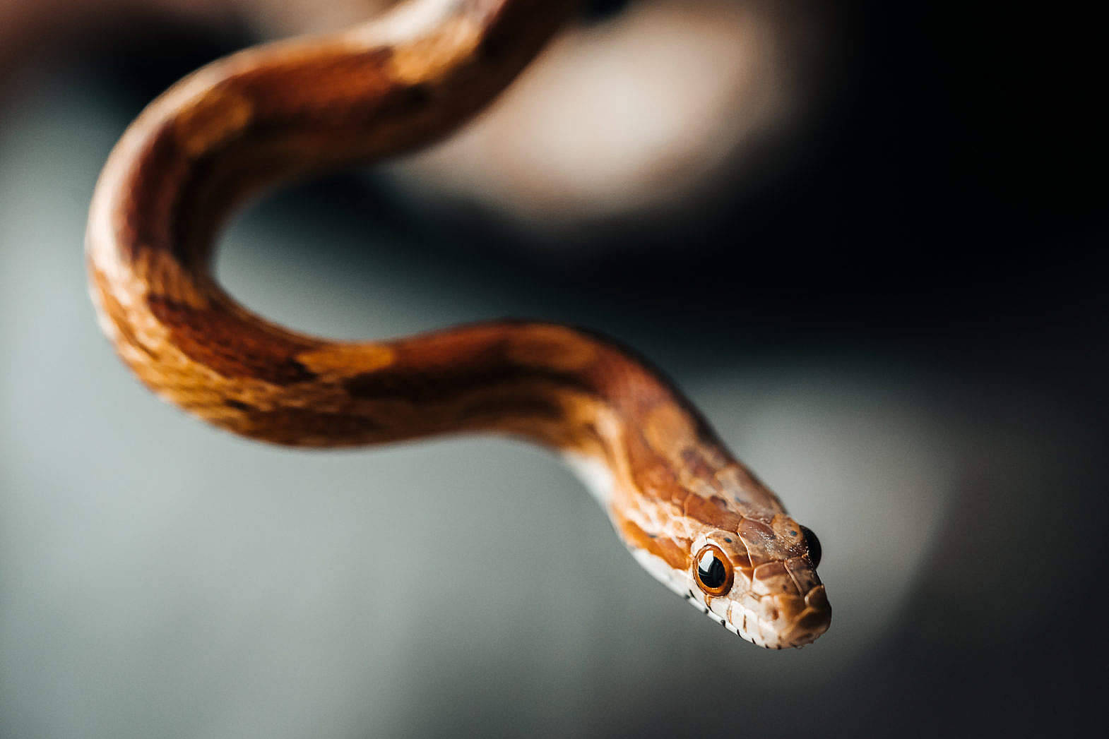 thin corn snake, brown snake, patterned scales, HD Desktop Wallpaper