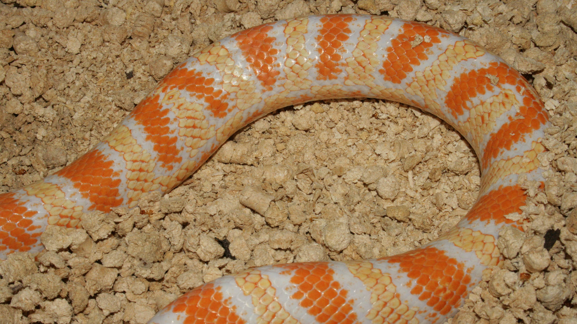 Corn Snake, gravel, orange, Full HD Desktop Wallpaper