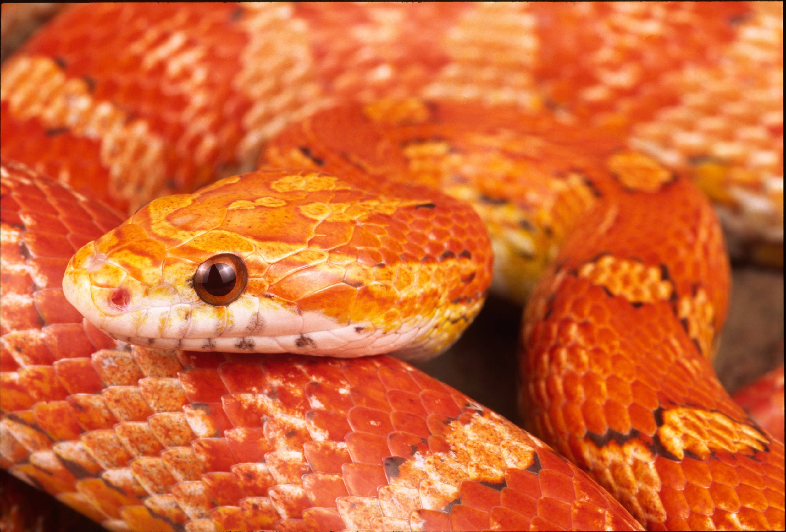 large corn snake head, vibrant orange, detailed scales, Full HD Desktop Wallpaper