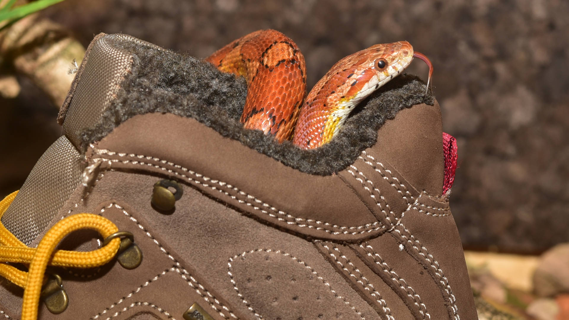 corn snake, brown hiking boot, yellow laces, Full HD Desktop Wallpaper