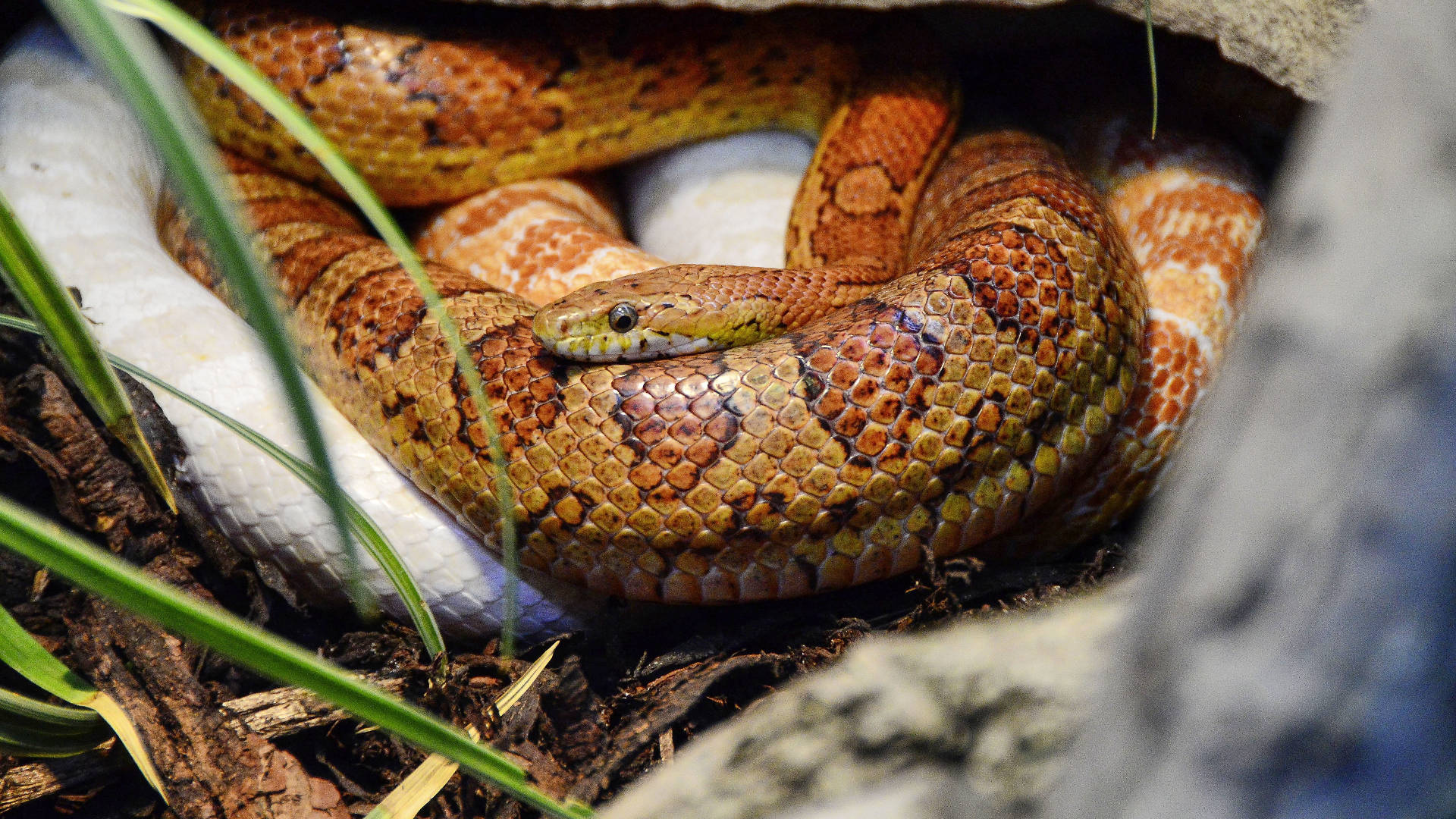 mating corn snakes, brown and orange patterned snake, rock, Full HD Desktop Wallpaper