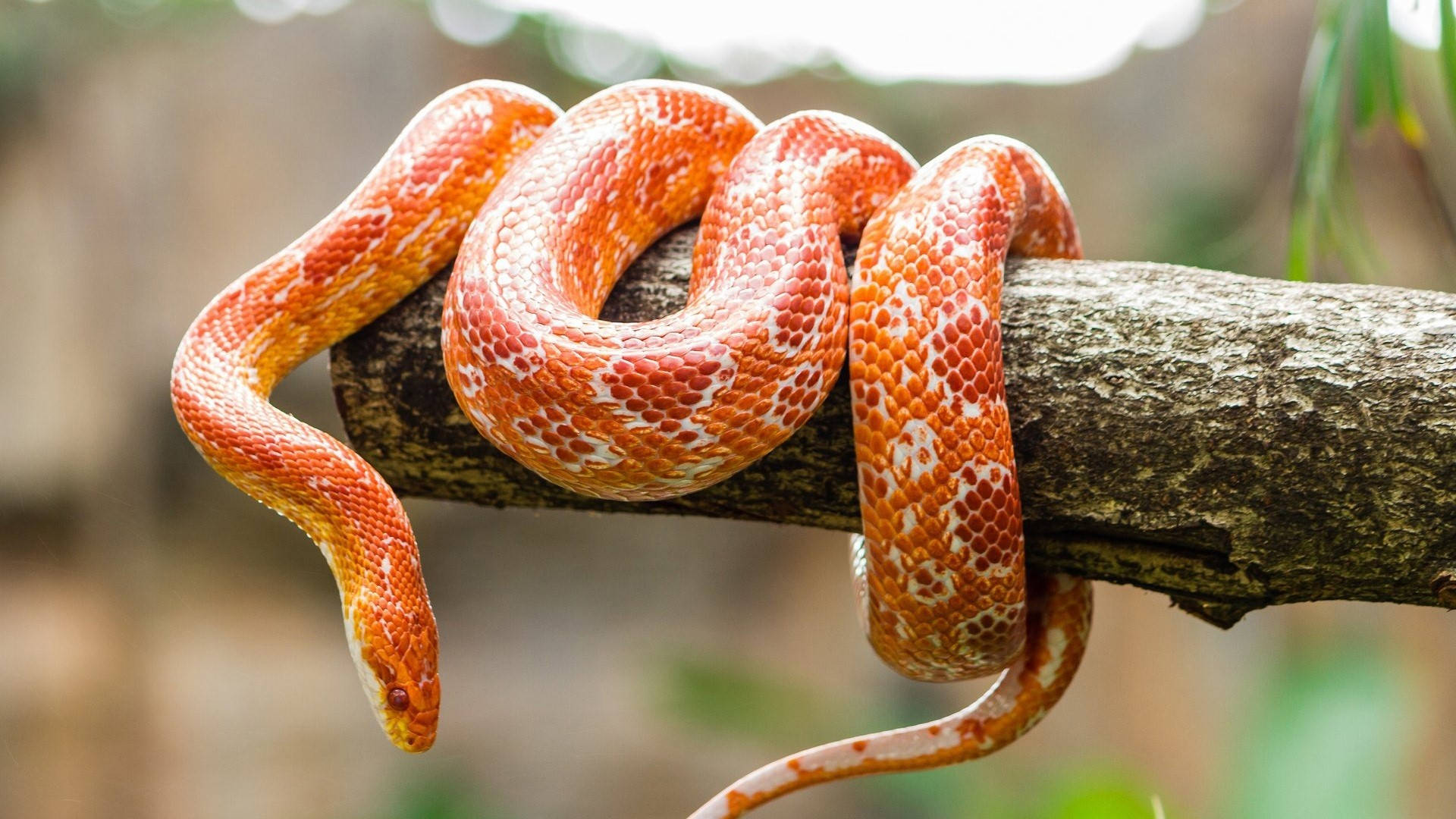 Corn Snake, orange, white, Full HD Desktop Wallpaper